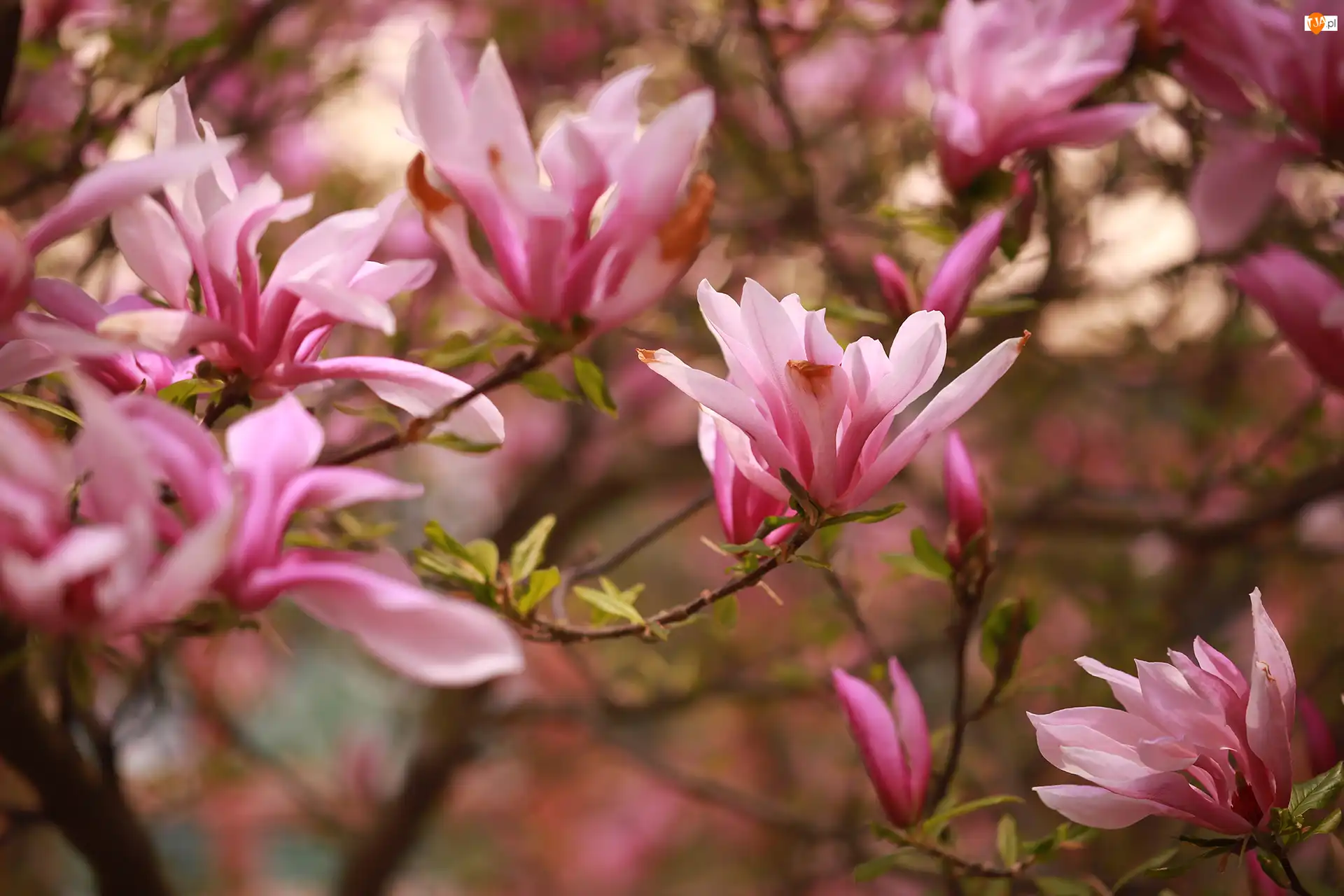 Kwiaty, Magnolie, Różowe