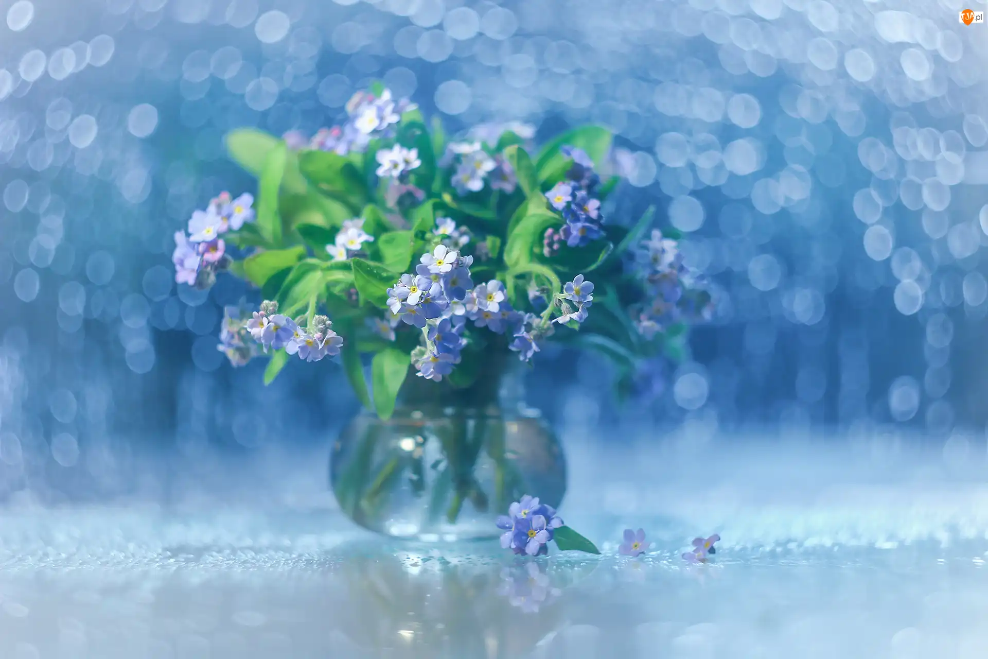 Kwiaty, Bokeh, Niebieskie, Dekoracja, Niezapominajki