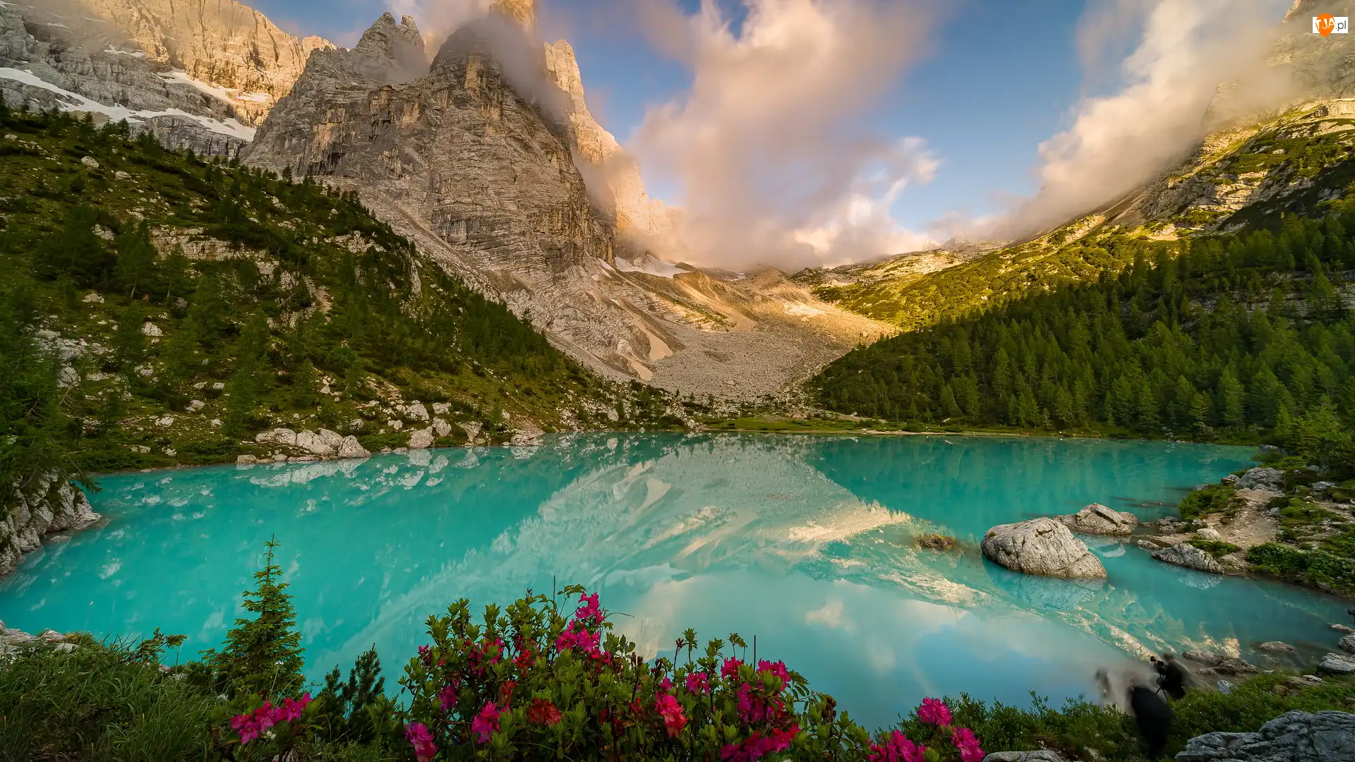 Włochy, Dolomity, Prowincja Belluno, Lasy, Kwiaty, Masyw Sorapiss, Jezioro Sorapis, Góry, Drzewa