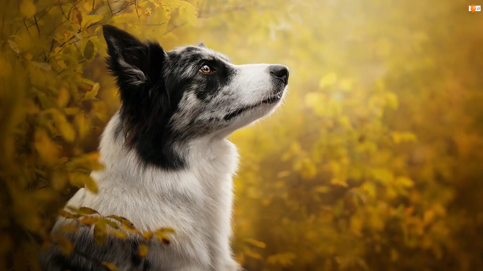 Mordka, Liście, Border collie, Pies, Profil