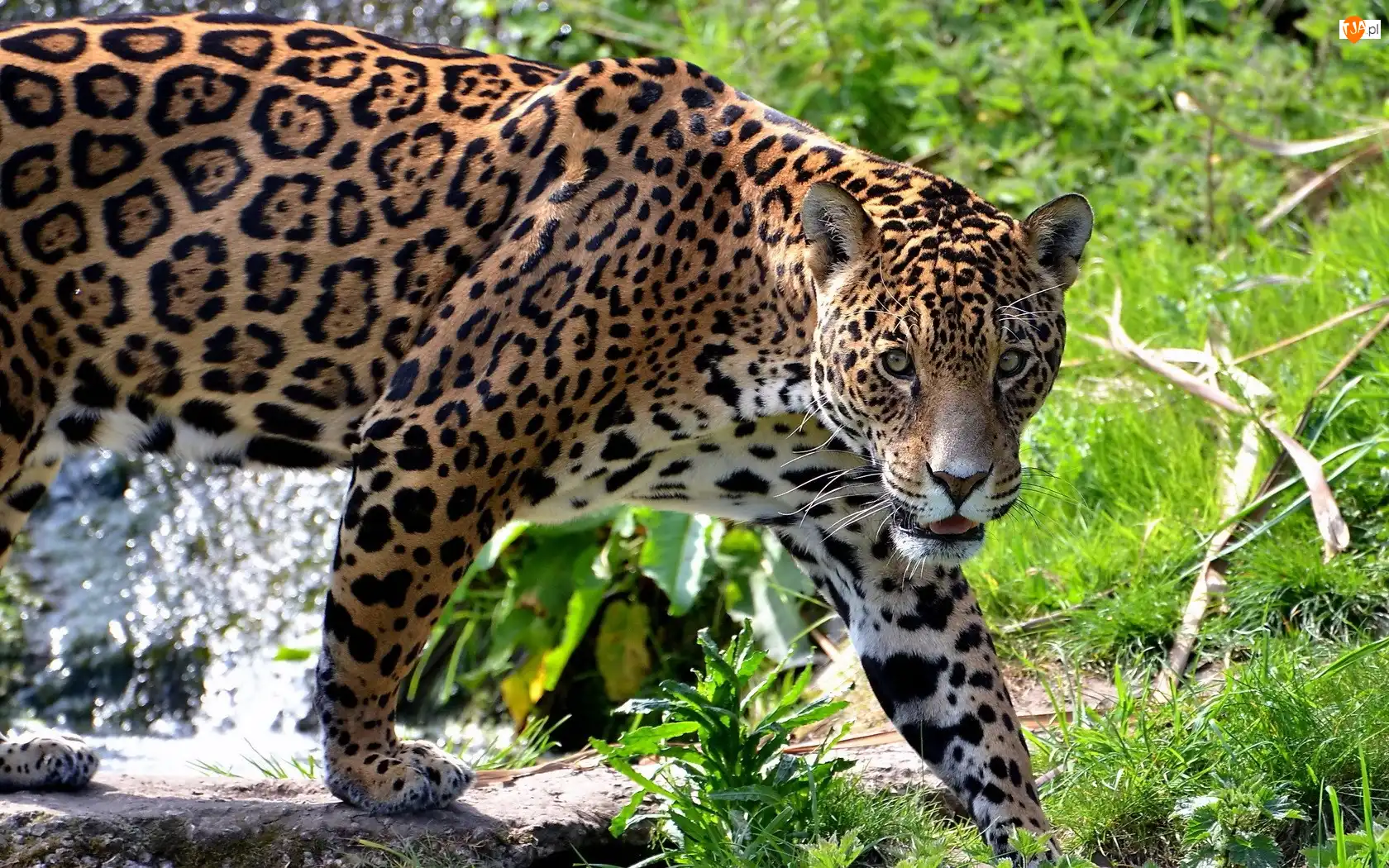 Zarośla, Jaguar, Dziki, Kot