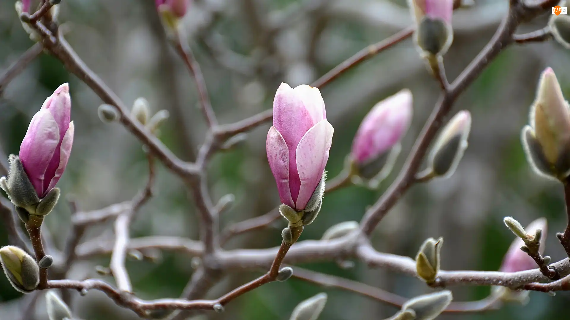 Magnolia, Różowe, Kwiaty, Pąki