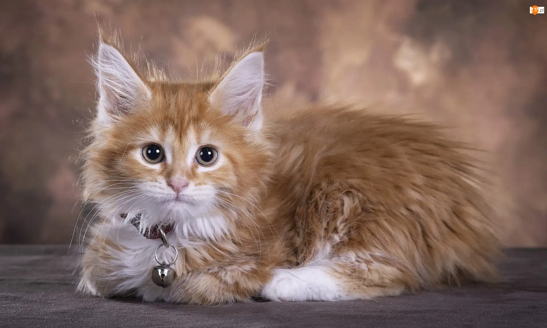 Dzwoneczek, Kot, Maine coon, Obroża