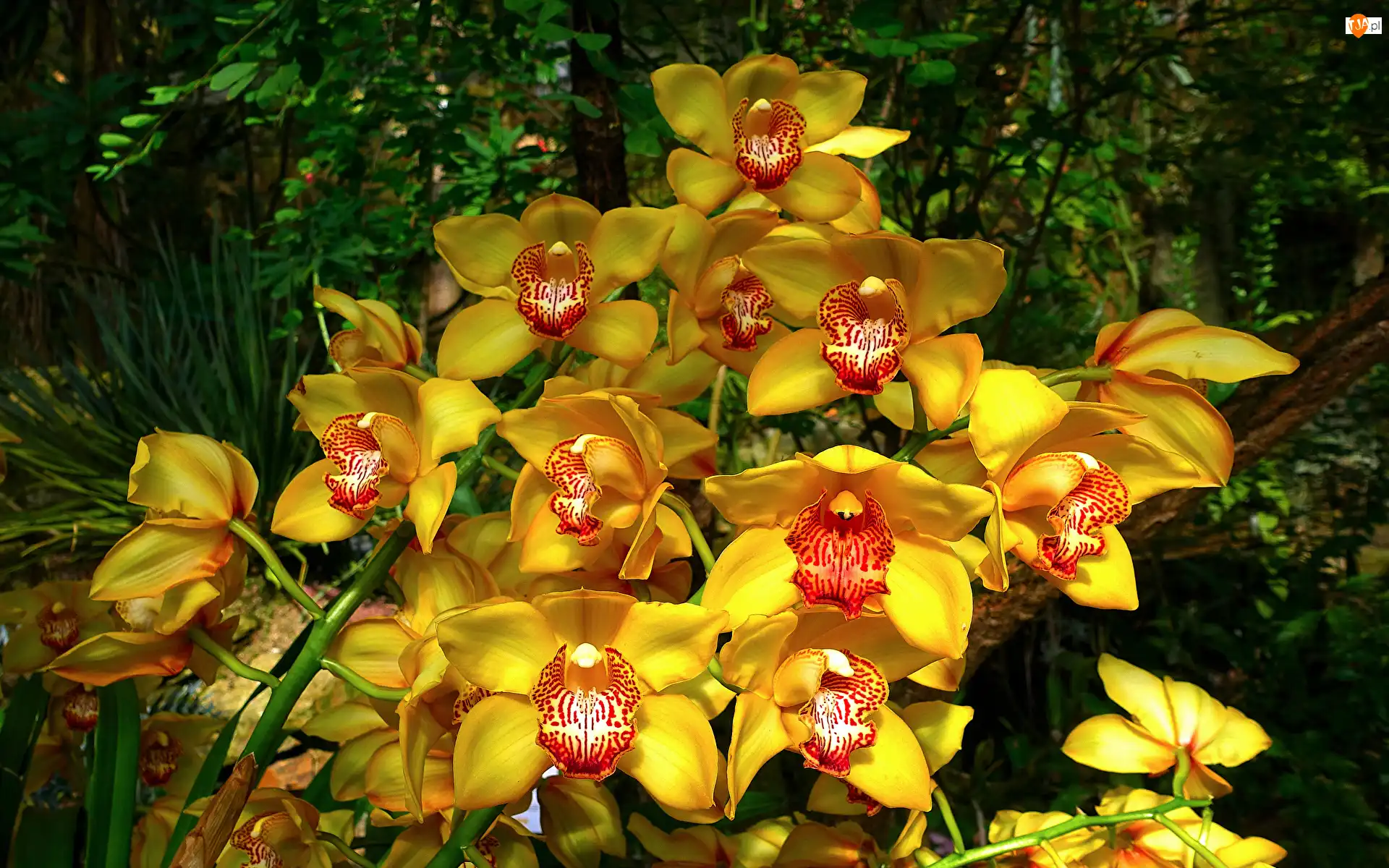 Żółte, Zbliżenie, Orchidee, Kwiaty, Storczyki