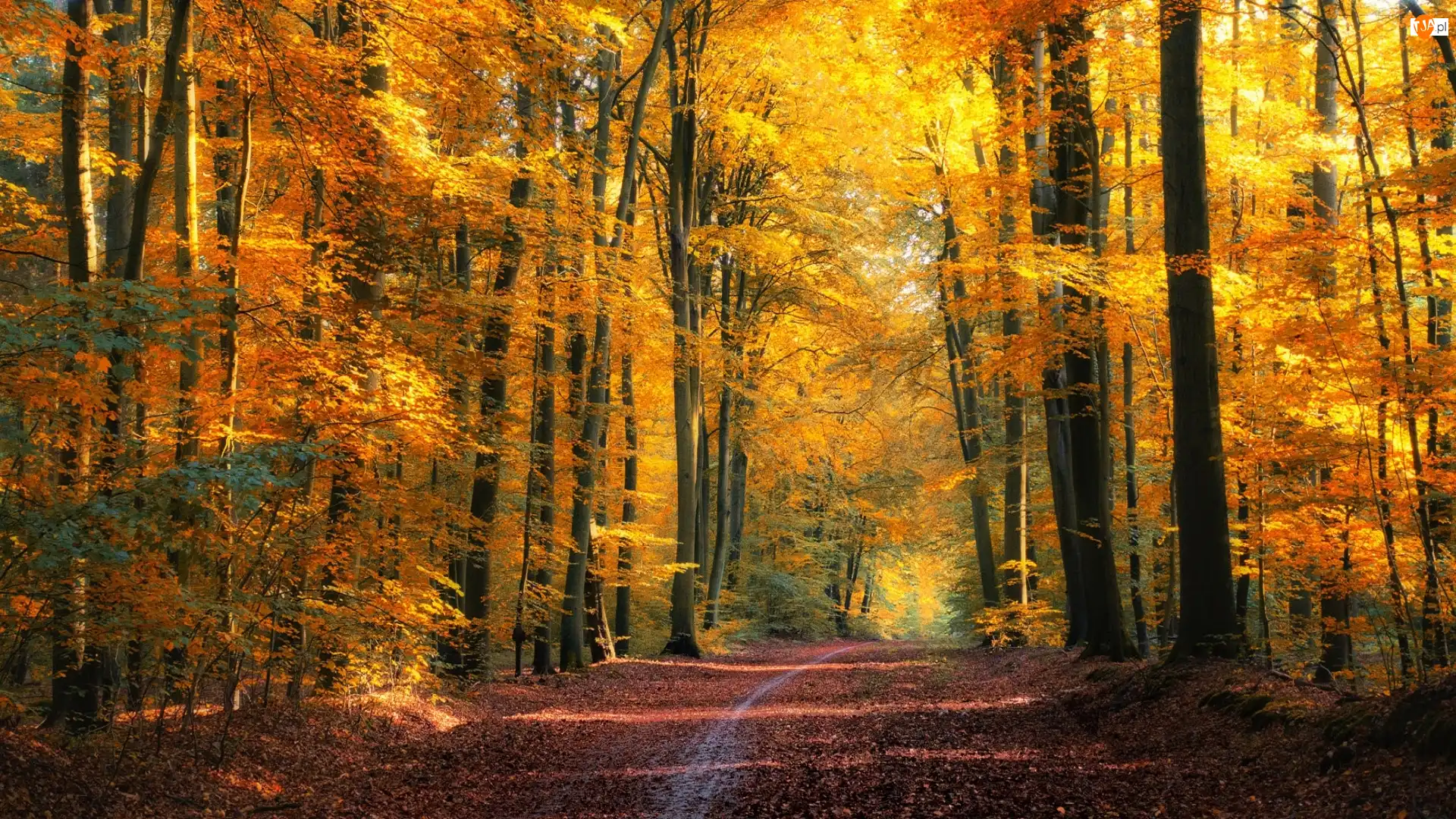 Ścieżka, Las, Roślinność, Jesień, Drzewa, Liście