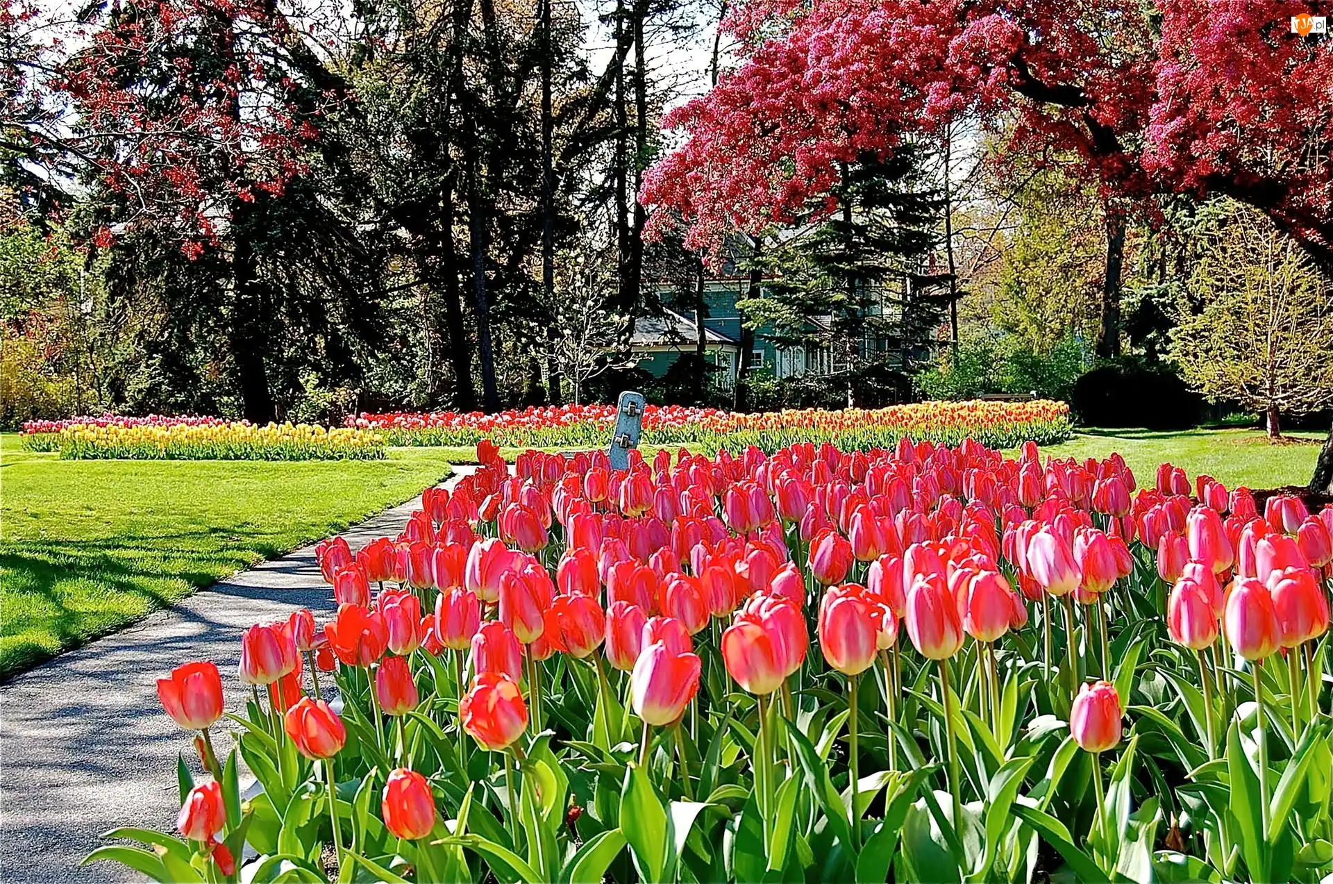 Park, Kwitnące, Światło, Wiosna, Przebijające, Tulipany, Drzewa