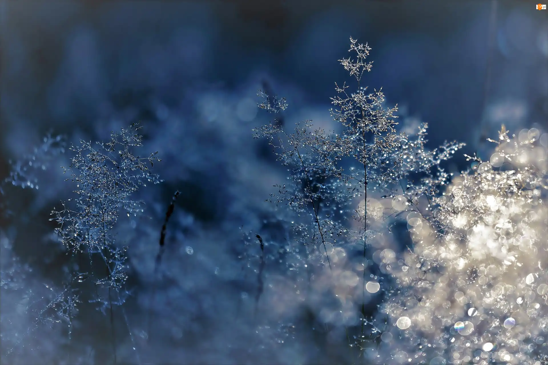 Trawy, Bokeh, Zamarznięte, Zima, Światło