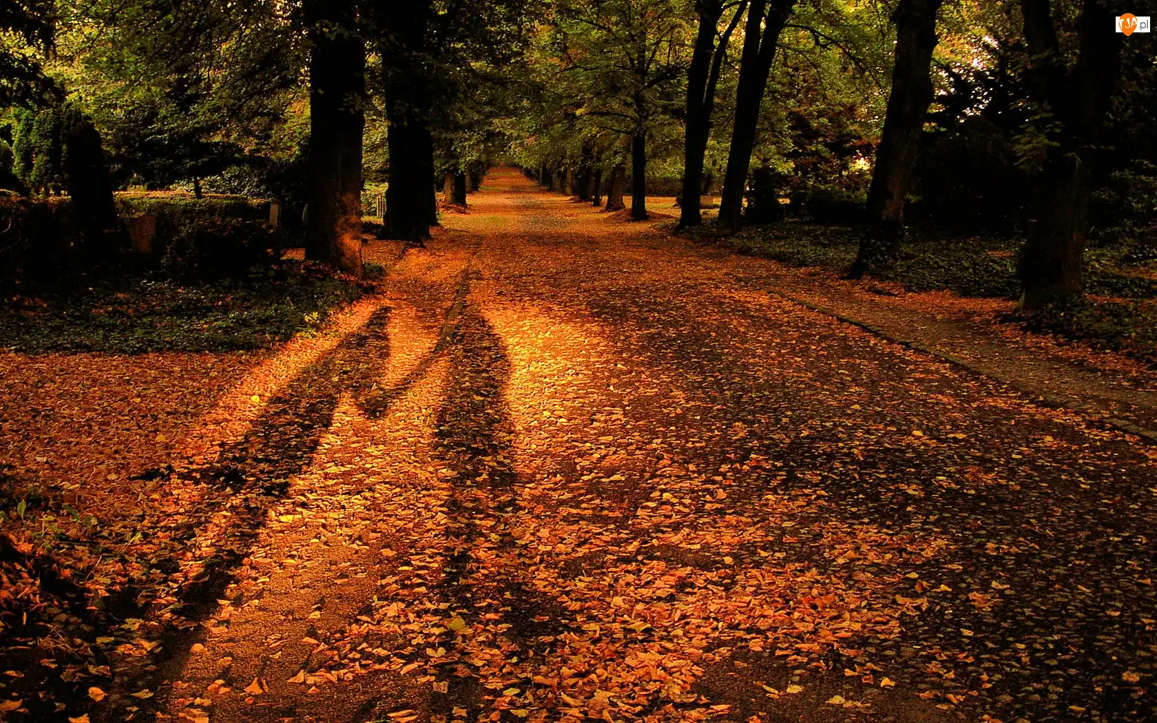 Cień, Park, Liście