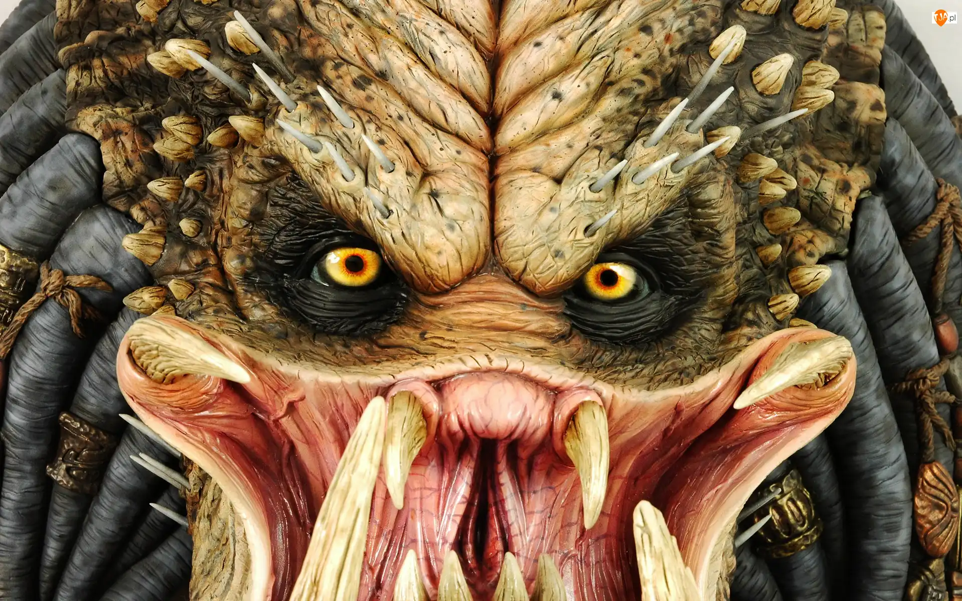 Drapieżca, Predator, Kły
