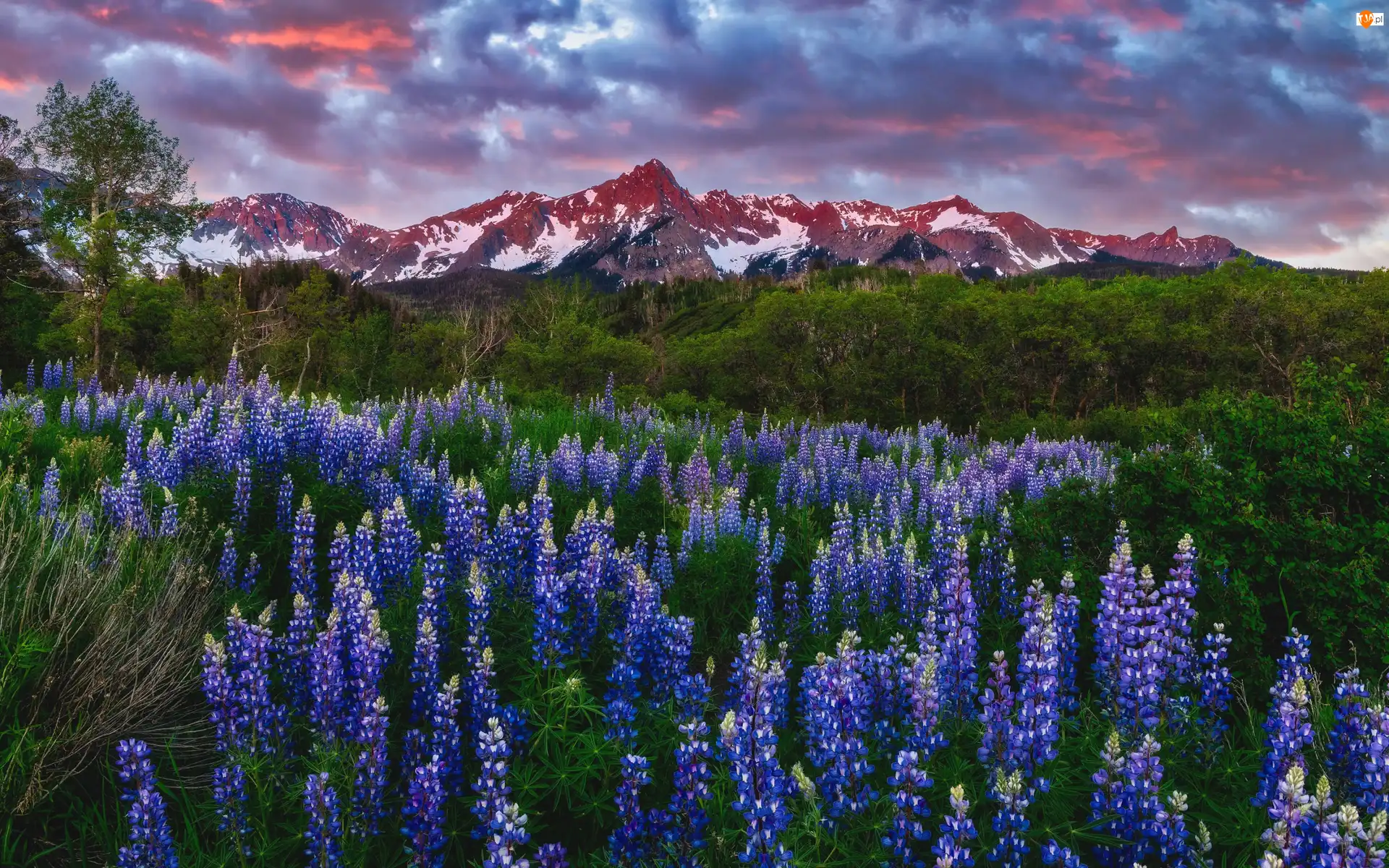 Drzewa, Kolorado, Łubin, Zachód słońca, Zieleń, Stany Zjednoczone, Mount Sneffels, Kwiaty, San Juan Mountains, Góry, Polana, Chmury
