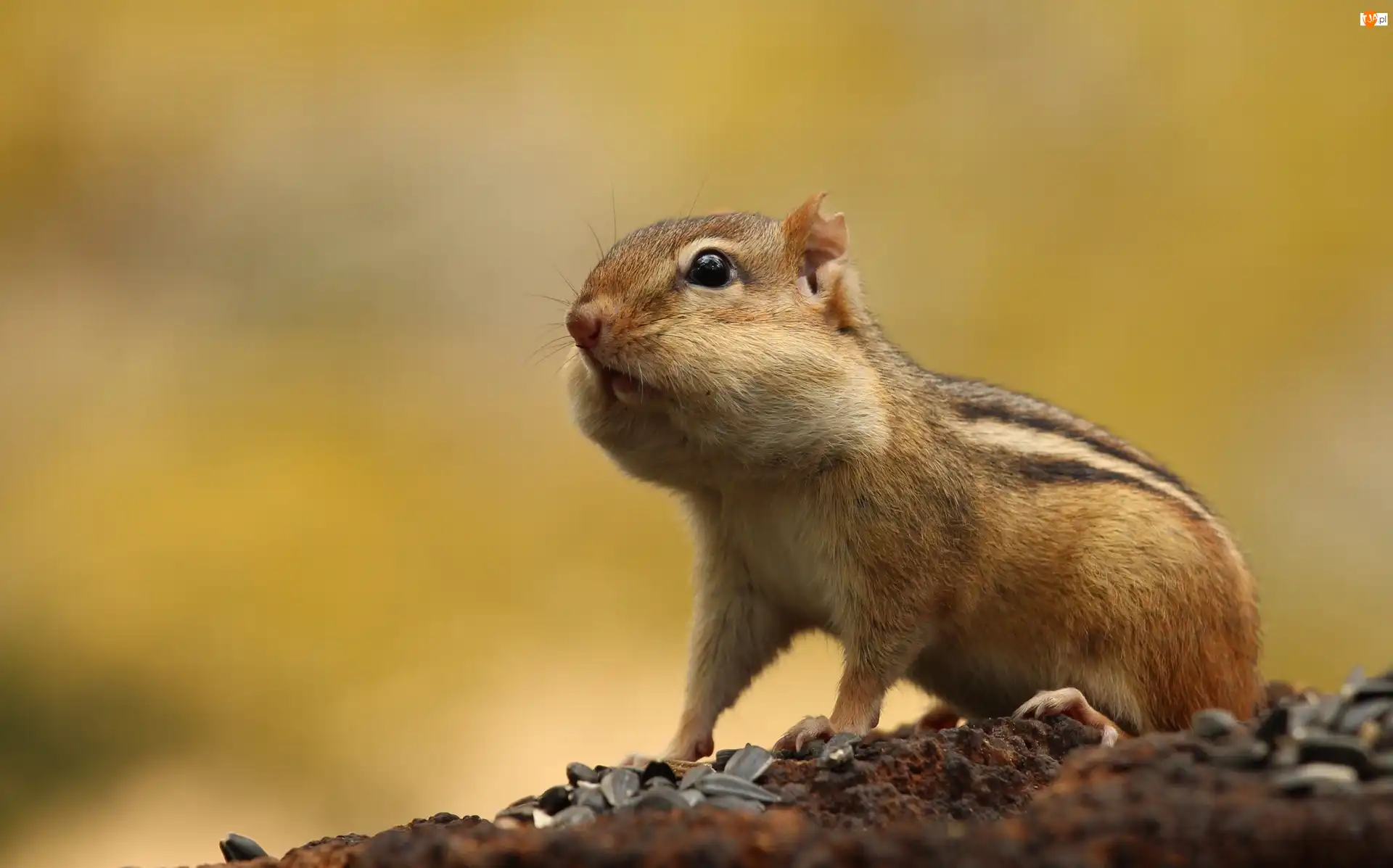 Tło, Wiewiórka, Chipmunk, Żółte