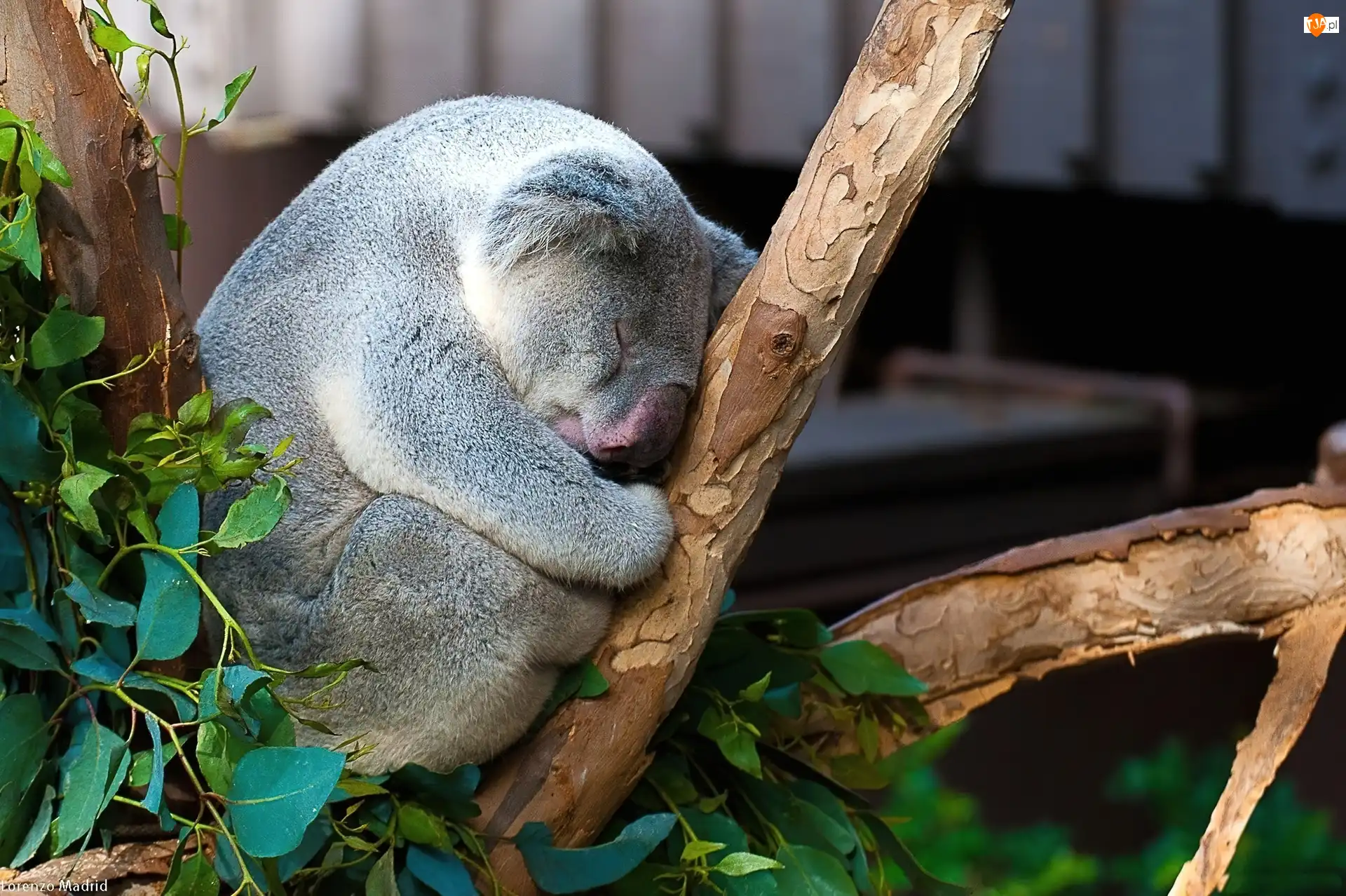 Drzewo, Śpiący, Miś, Koala