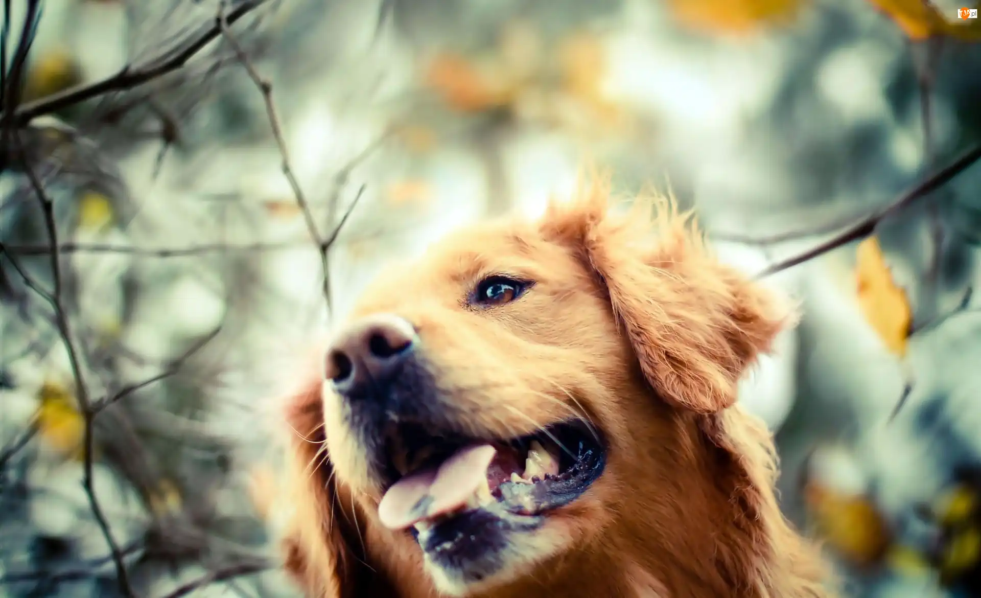 Golden Retriever, Pies