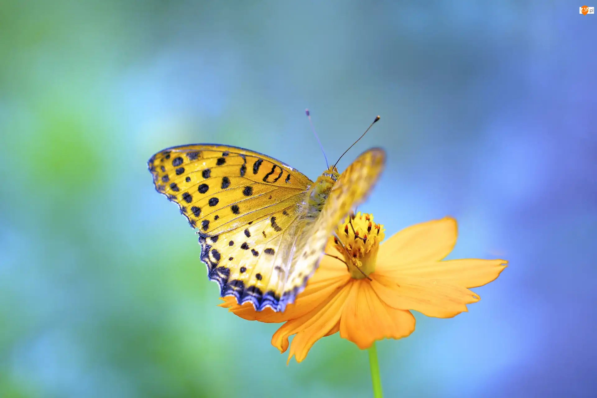 Motyl, Żółty, Tło, Żółty, Zielone, Niebiesko, Kwiat