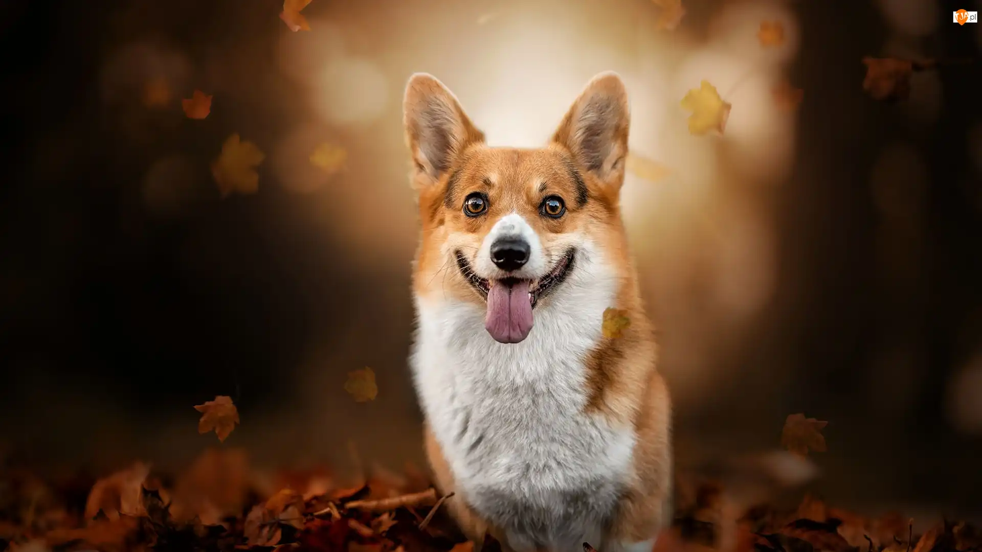 Mordka, Liście, Welsh corgi pembroke, Pies, Jęzor