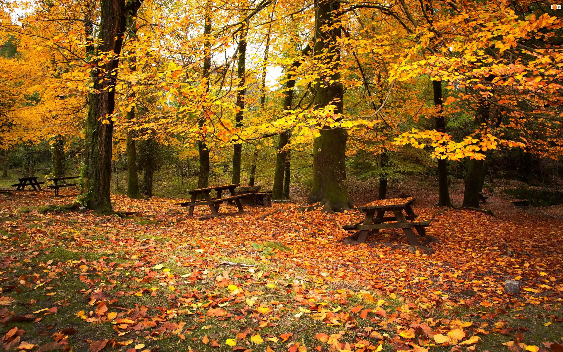 Liście, Jesień, Ławeczki, Park, Drzewa