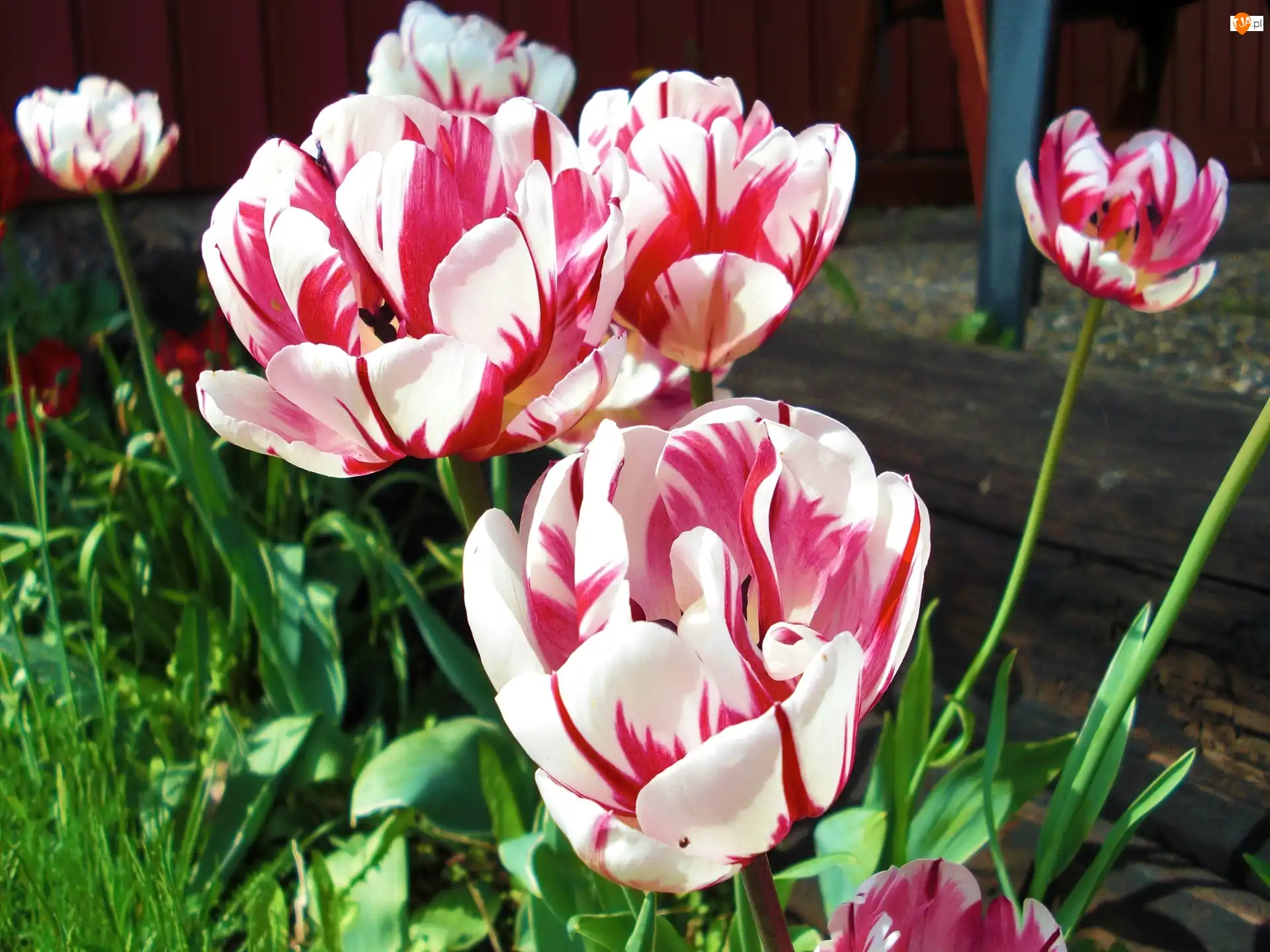 Tulipany, Biało, Różowe