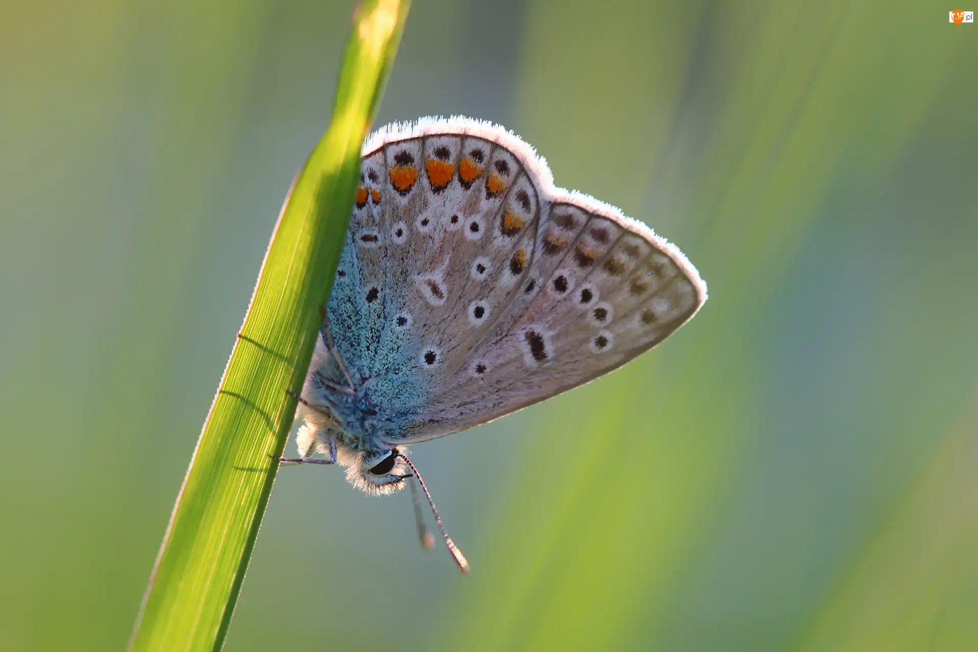 Trawa, Motyl, Modraszek ikar, Źdźbło