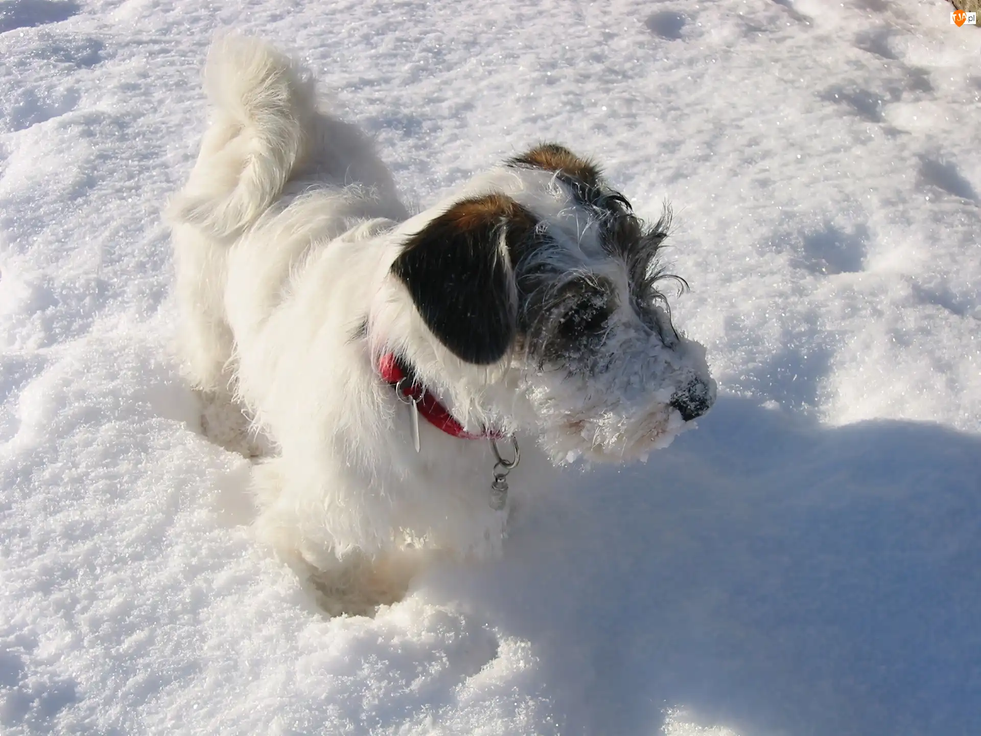 obroża, Sealyham Terrier, śnieg, czerwona