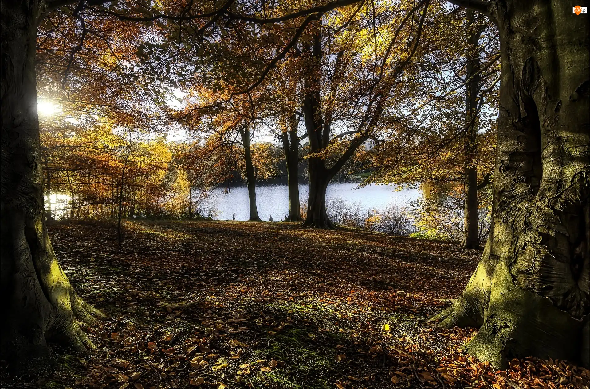 Przebijające światło, Park, Drzewa, Jesień, Woda