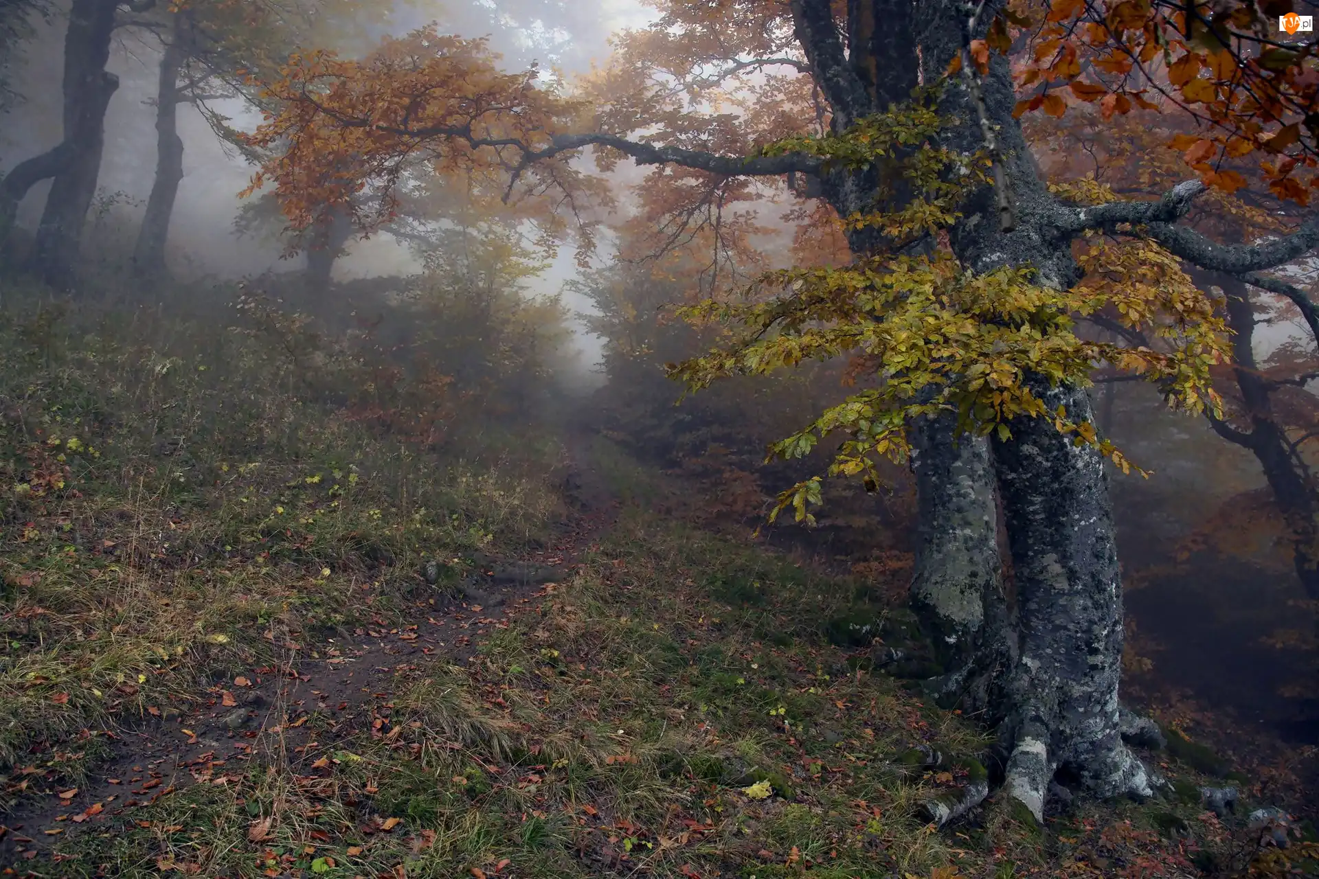 Ścieżka, Jesień, Drzewa, Las, Mgła