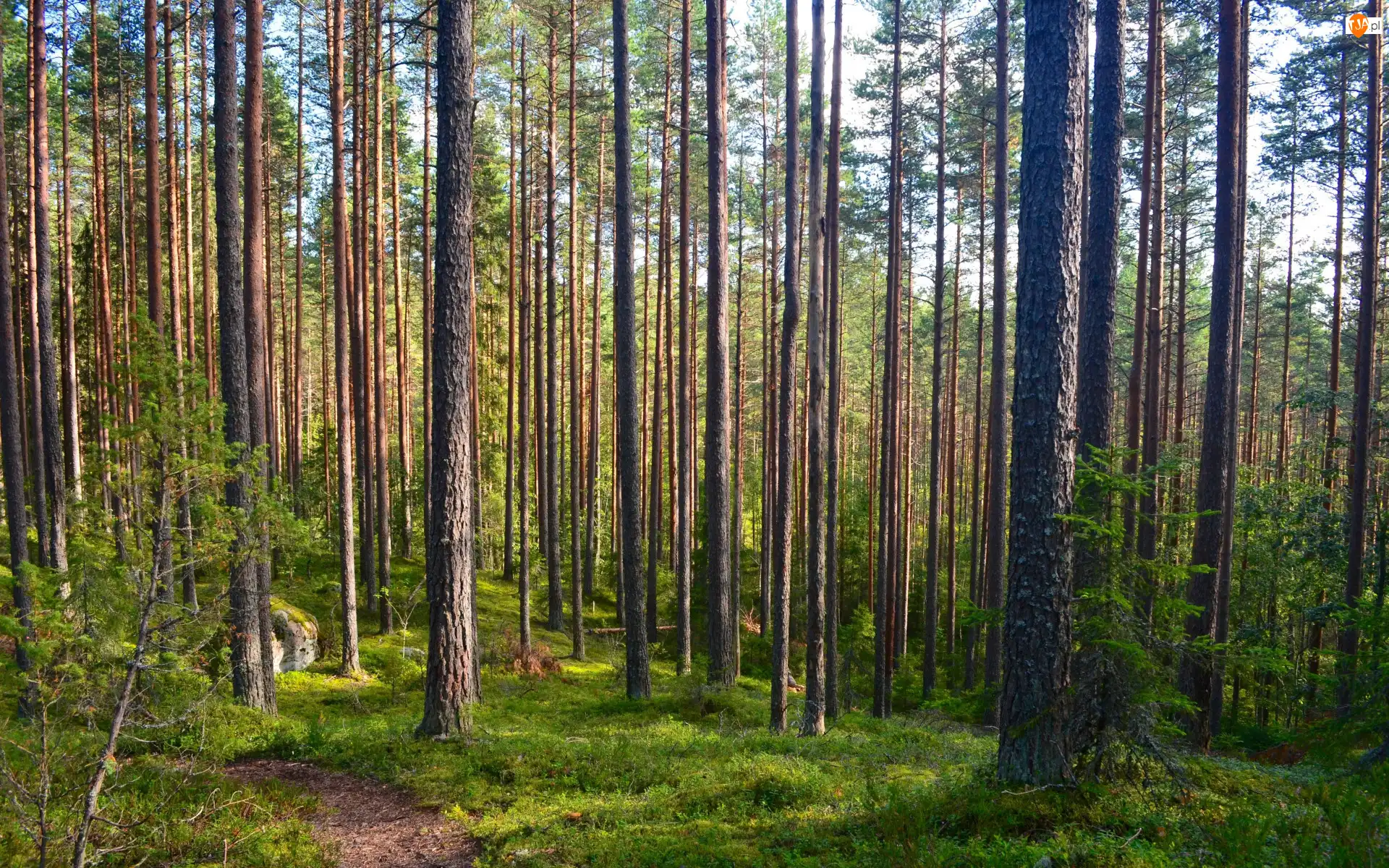 Ściółka leśna, Las, Wysokie, Drzewa