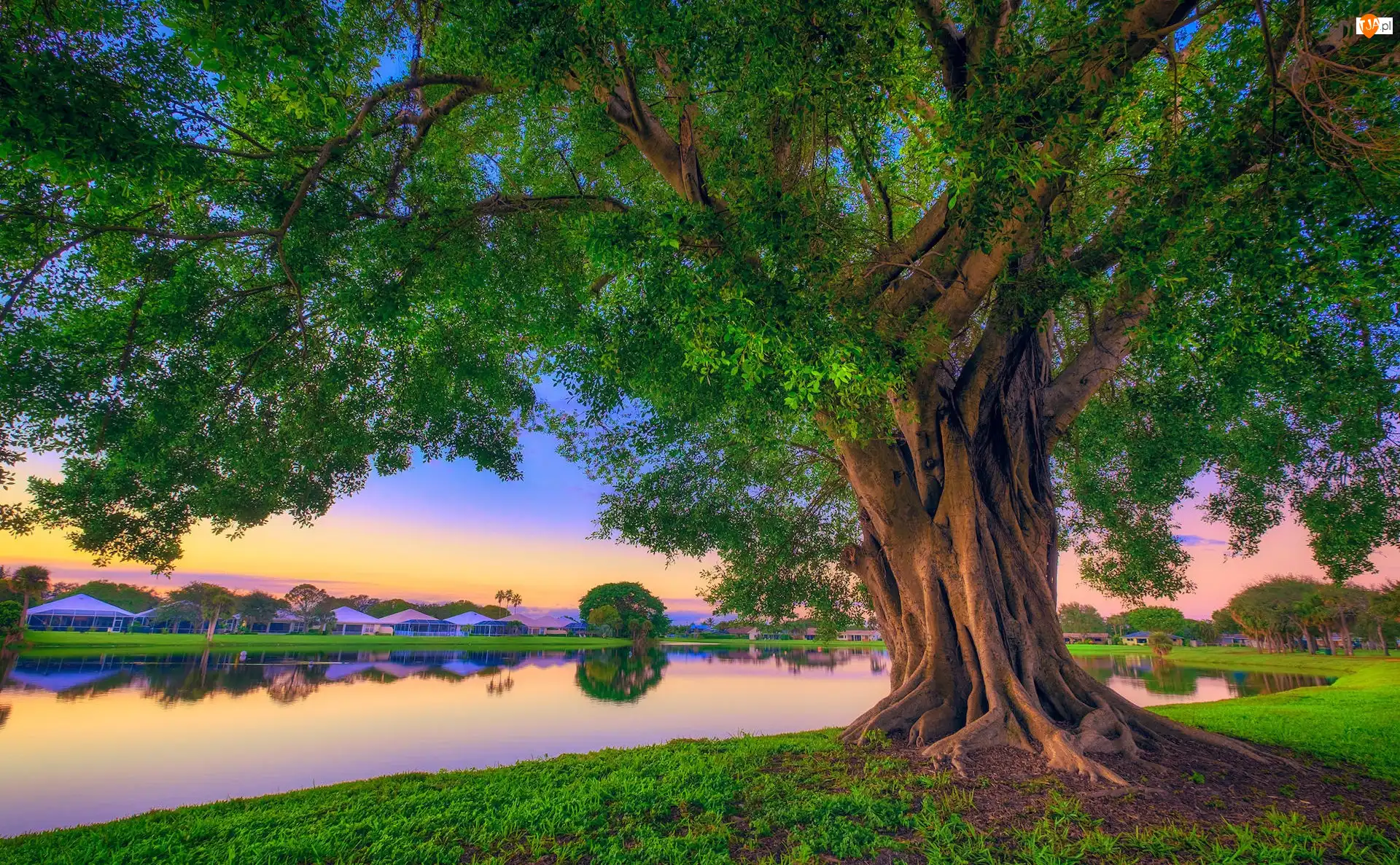 Floryda, Stany Zjednoczone, Park Stanowy Lake Catherine, Jezioro, Palm Beach Gardens, Drzewo