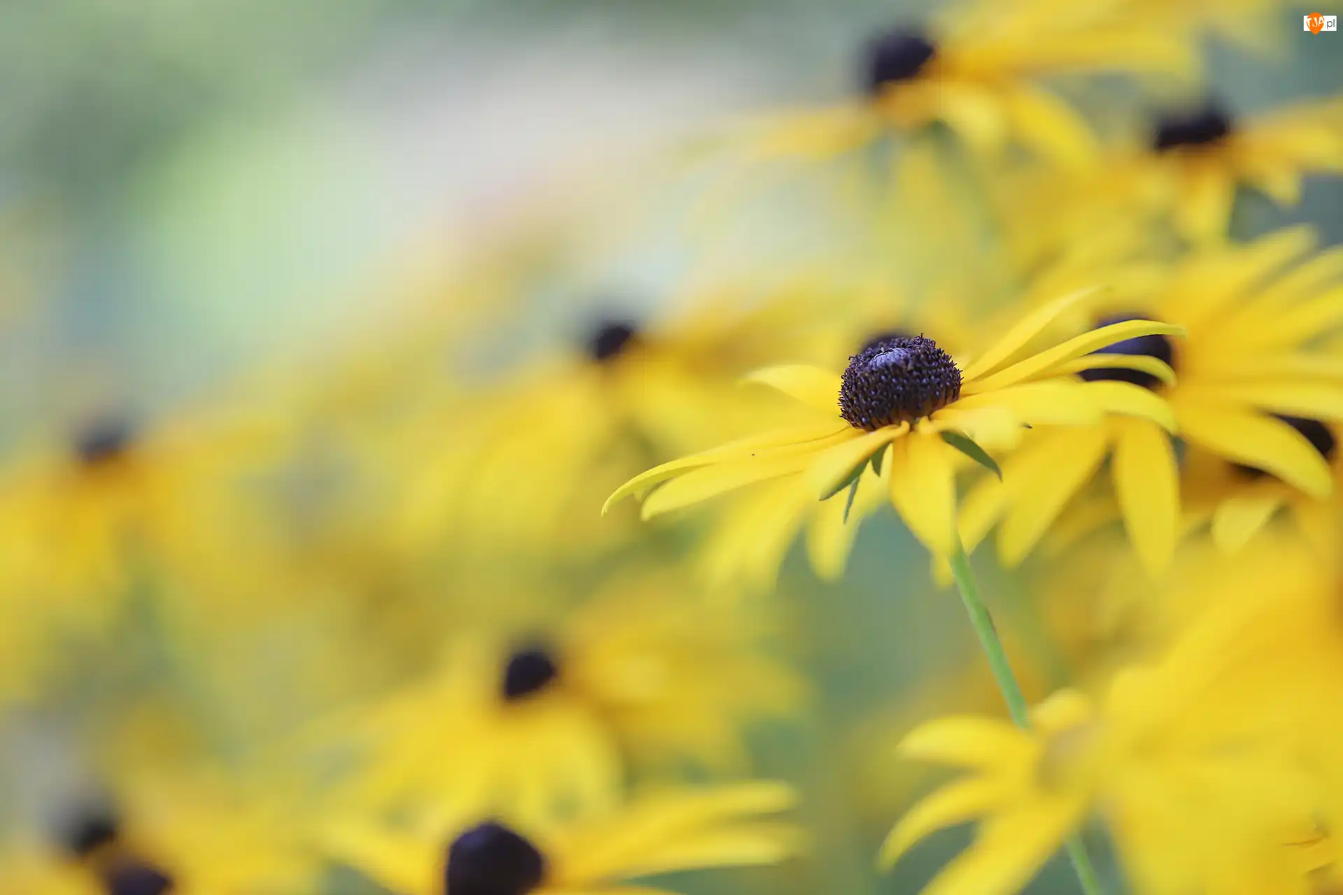 Zbliżenie, Rudbekia, Żółty, Kwiat