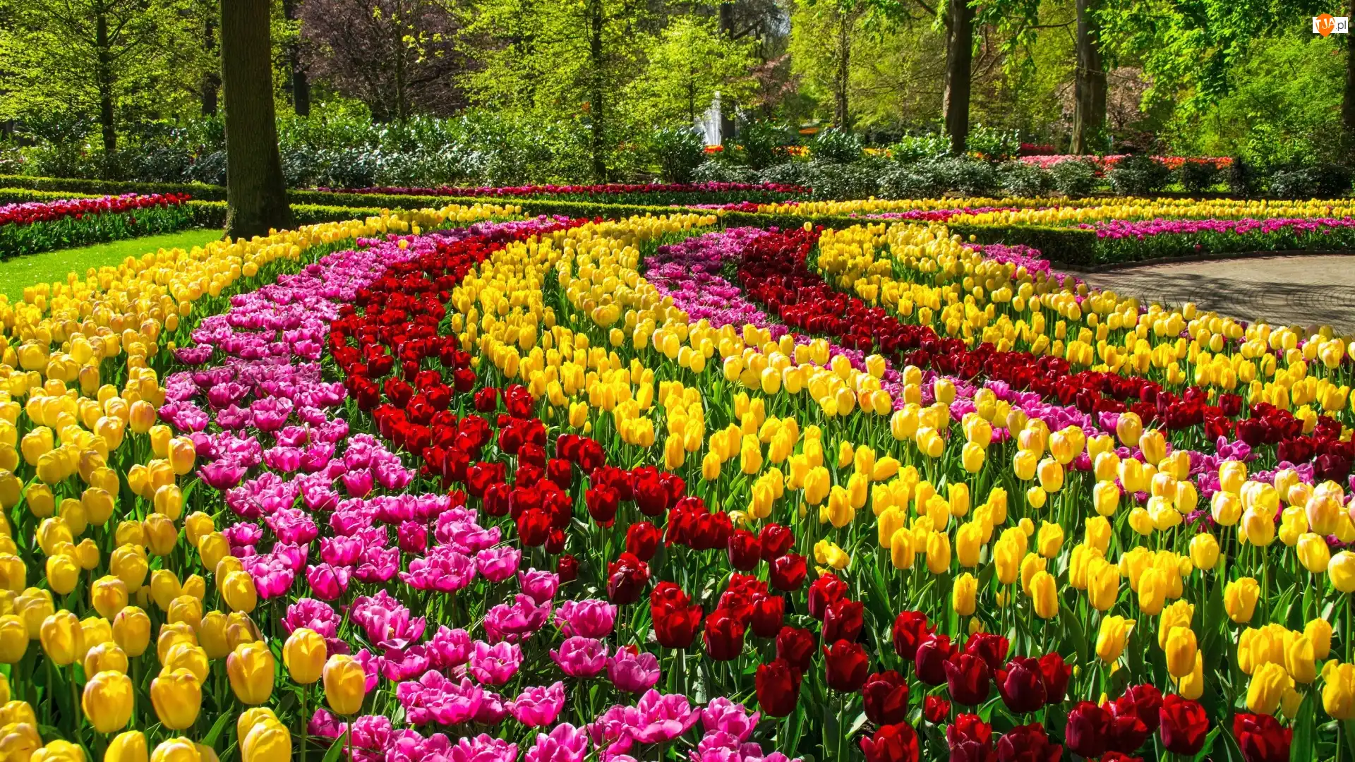 Park, Kolorowe, Tulipany