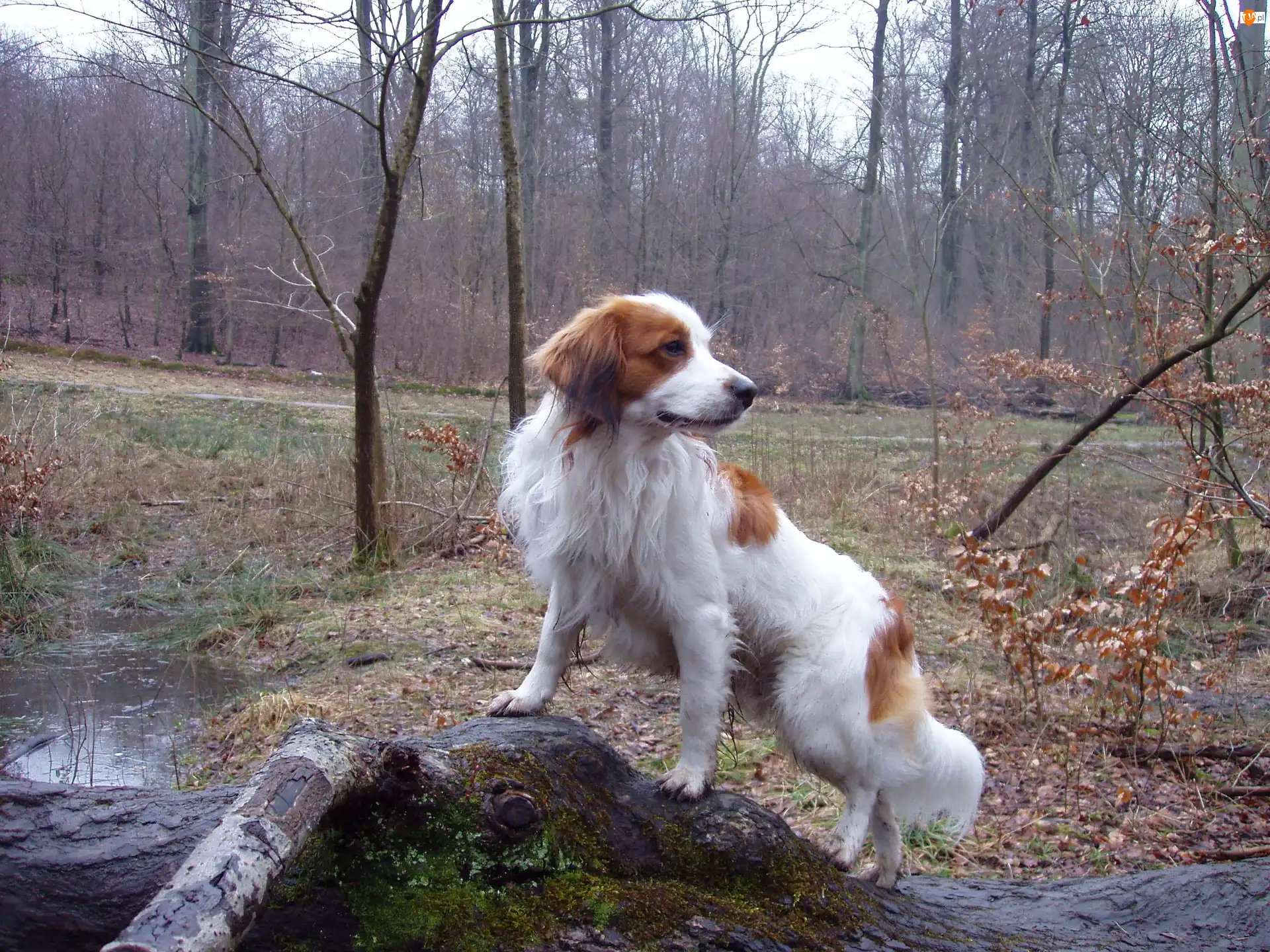 woda, Płochacz holenderski, Kooikerhondje, las