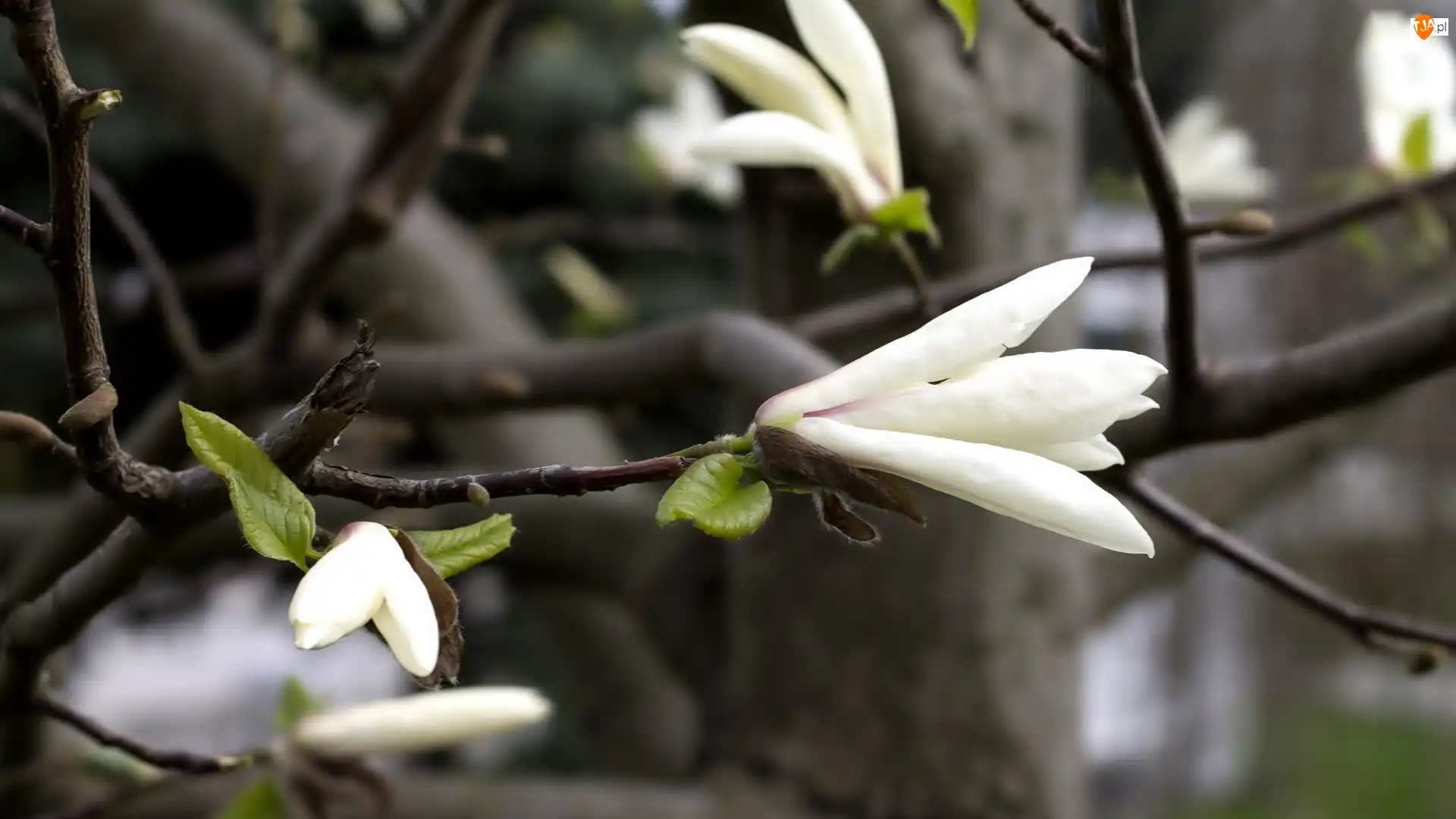 Magnolii, Białe, Kwiaty