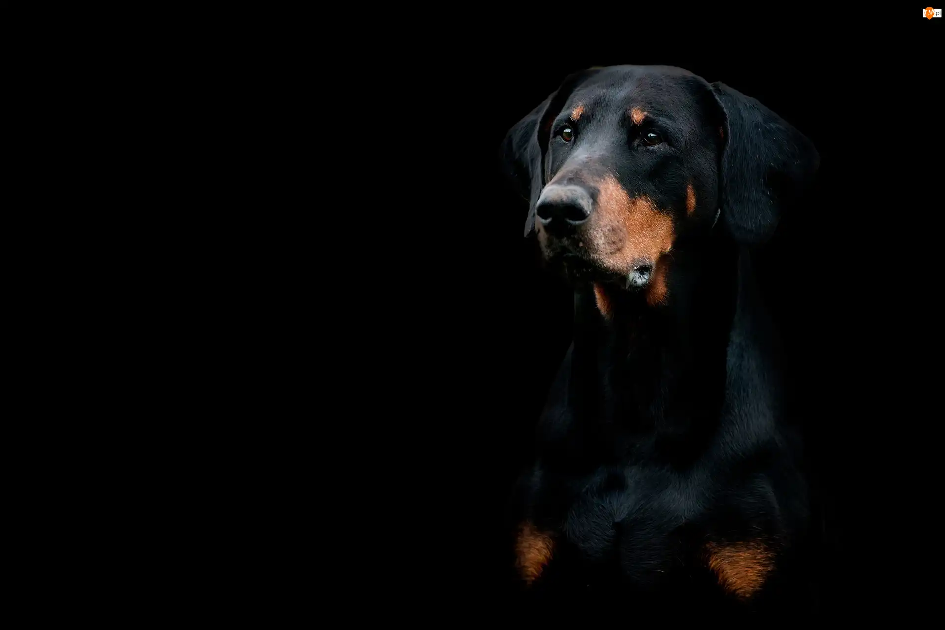 Tło, Pies, Doberman, Czarne