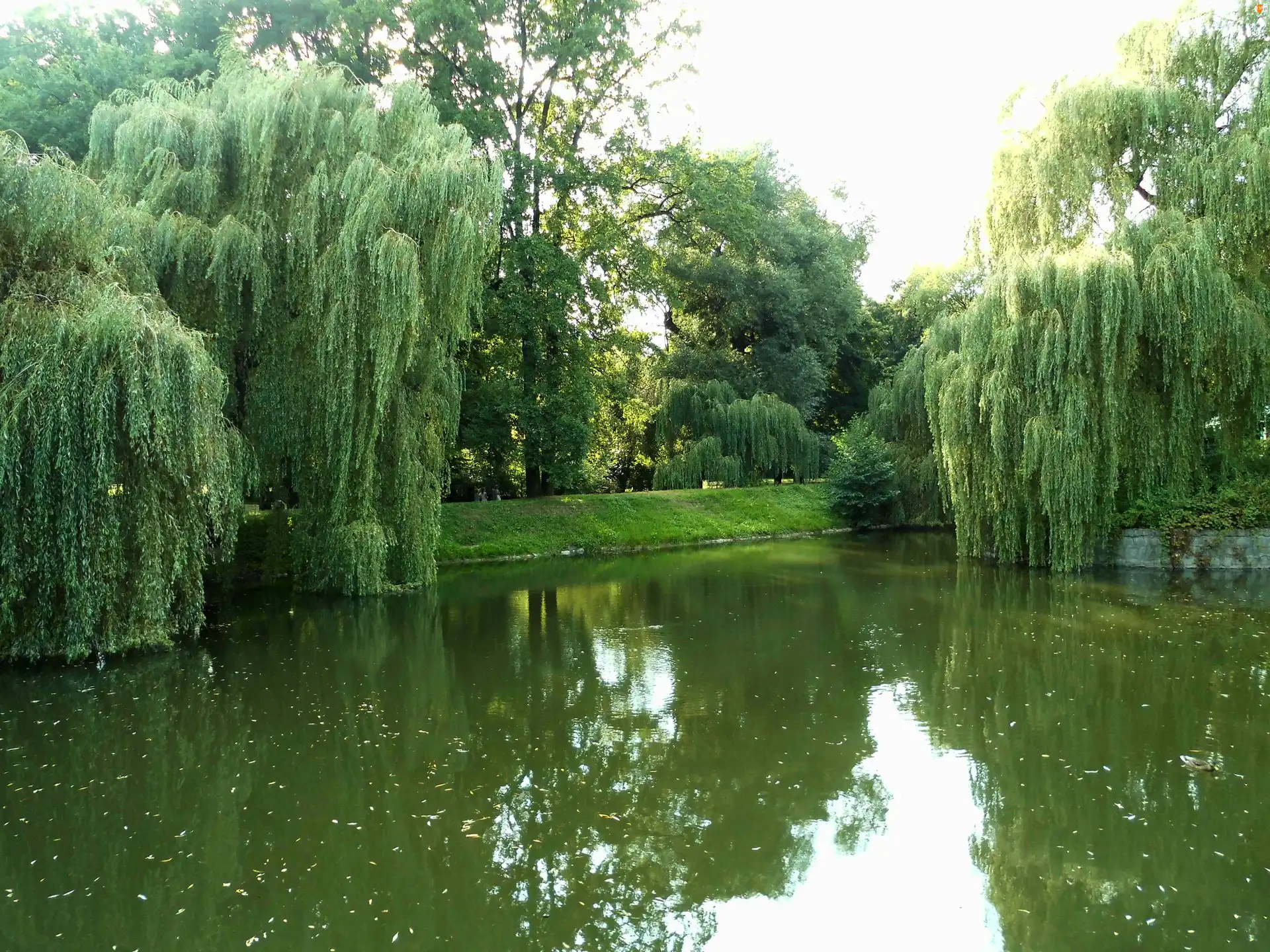 Przyroda, Dolnyśląsk, Park, Drzewa