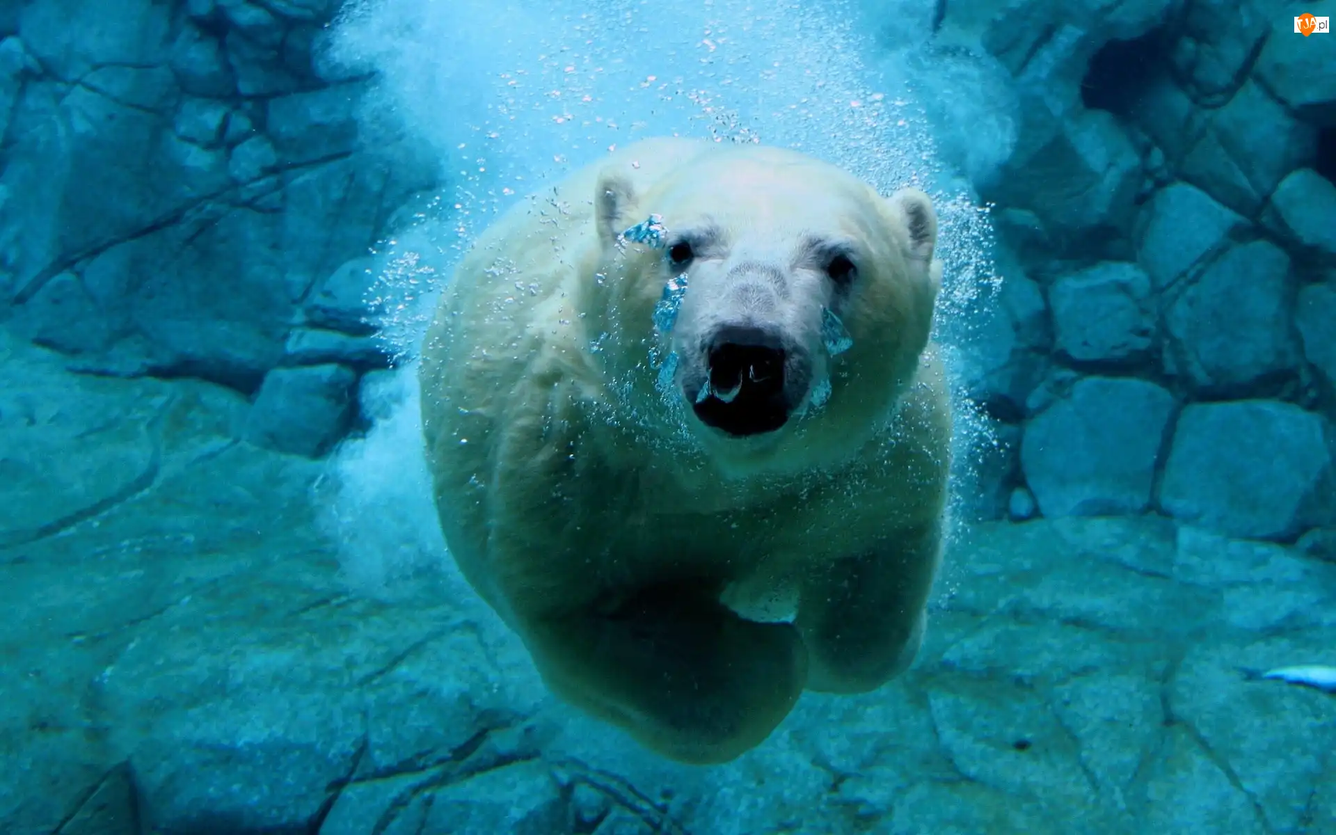 skały, Płynący, Niedźwiedź Polarny