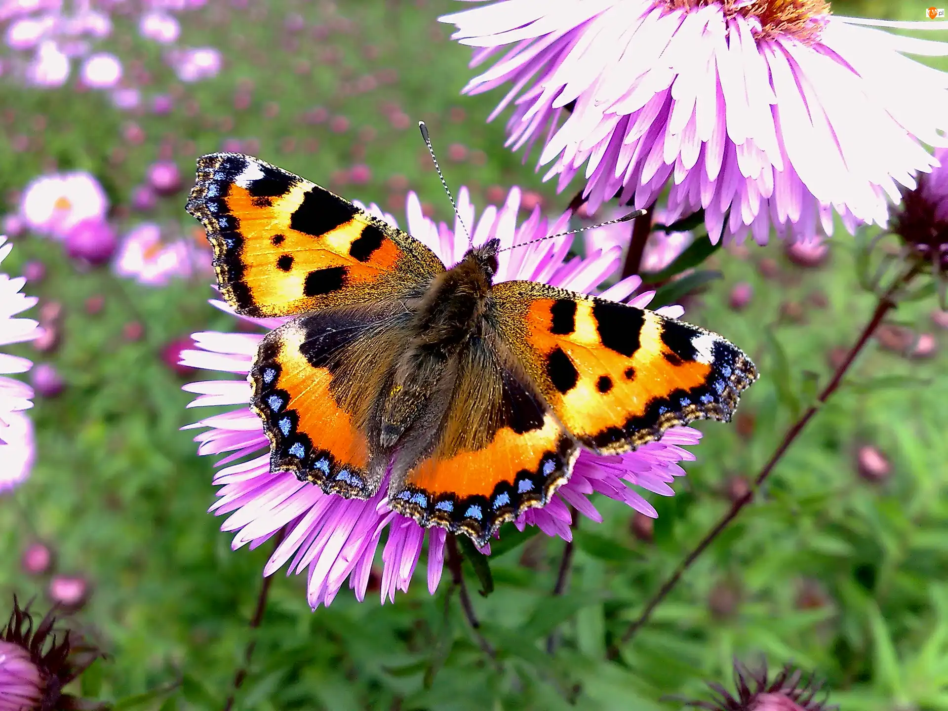 Rusałka pokrzywnik, Motyl