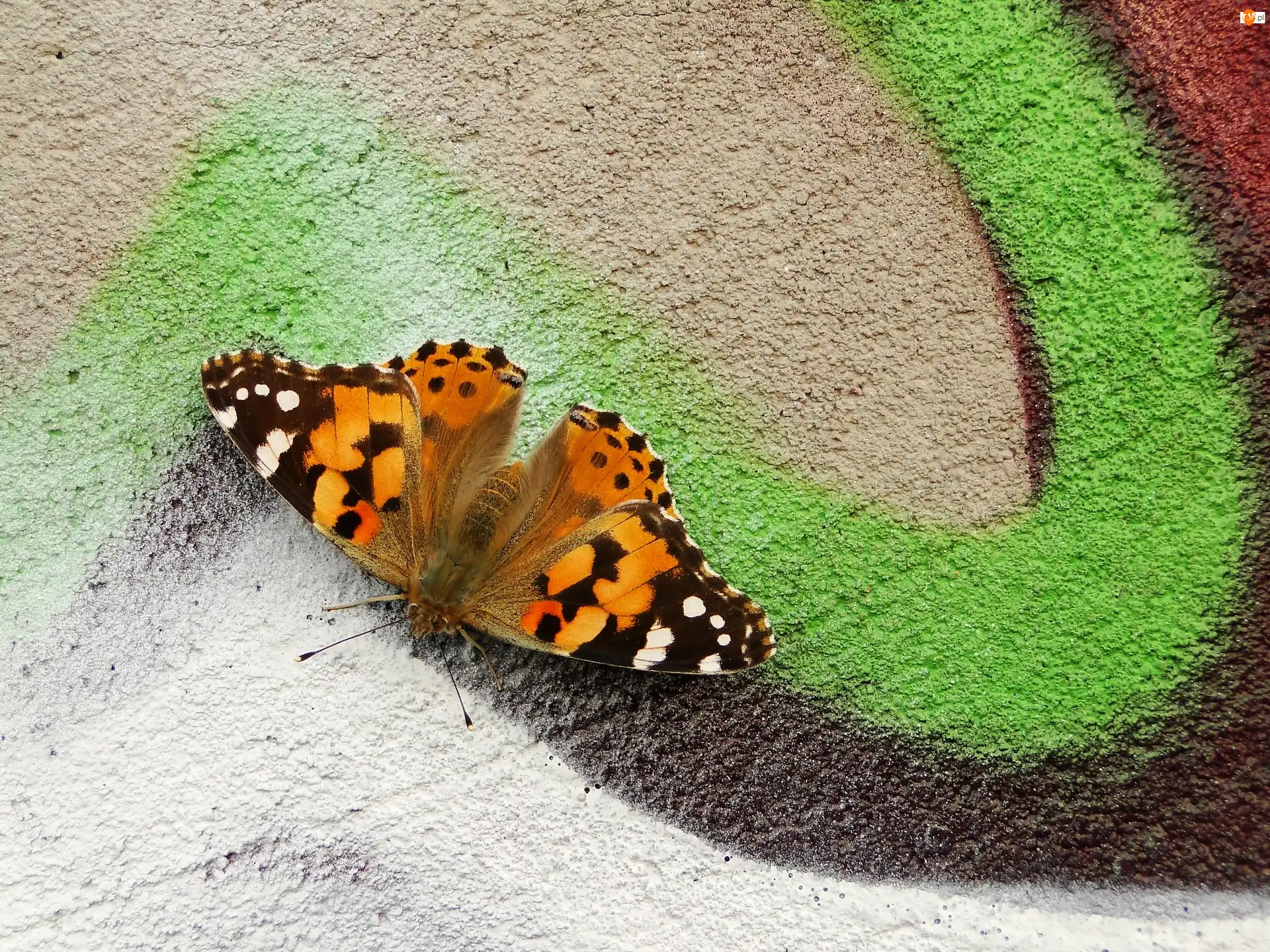 Graffiti, Owad, Motyl, Rusałka osetnik