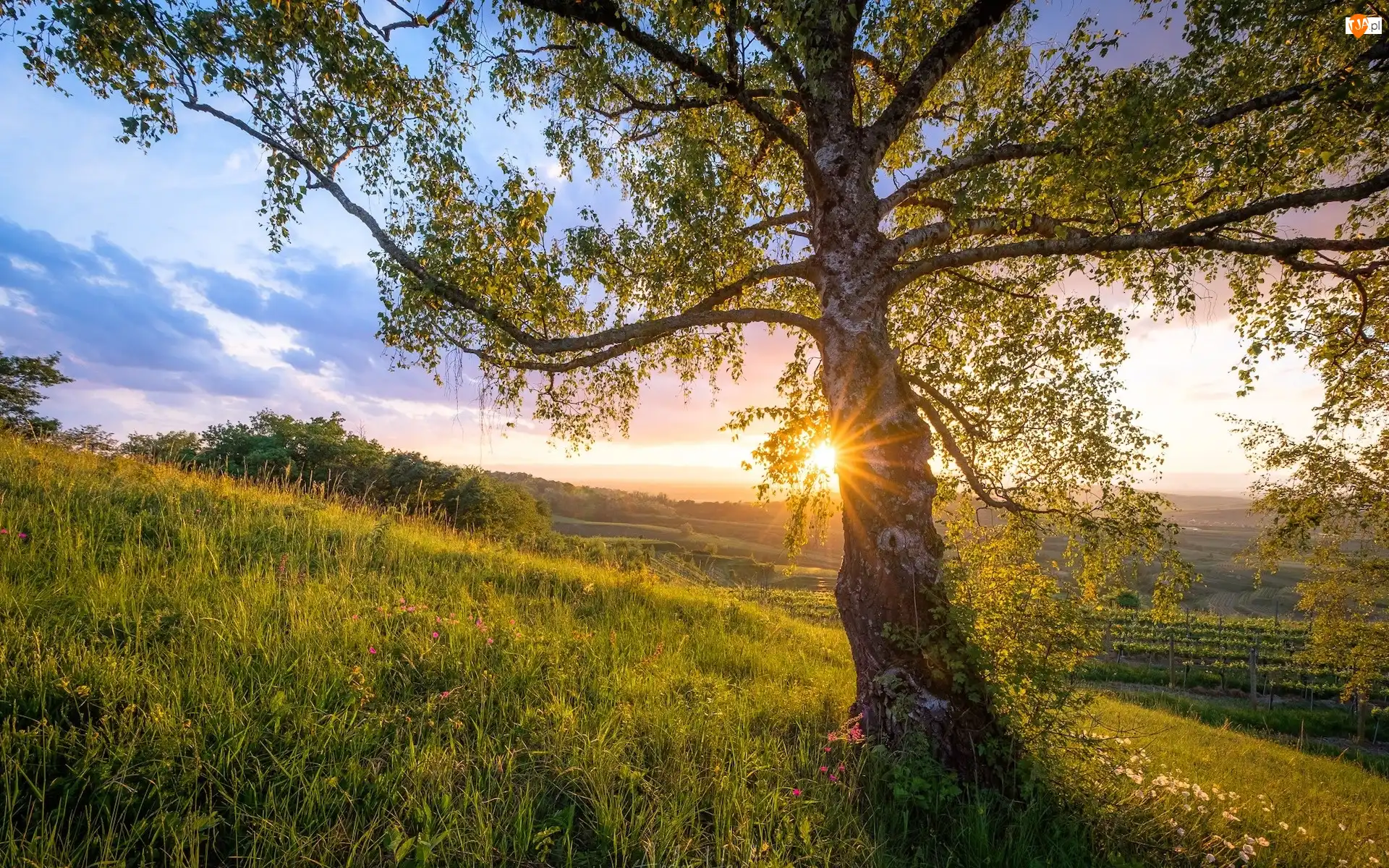 Kaiserstuhl, Niemcy, Drzewo, Wiosna, Wzgórze, Promienie słońca