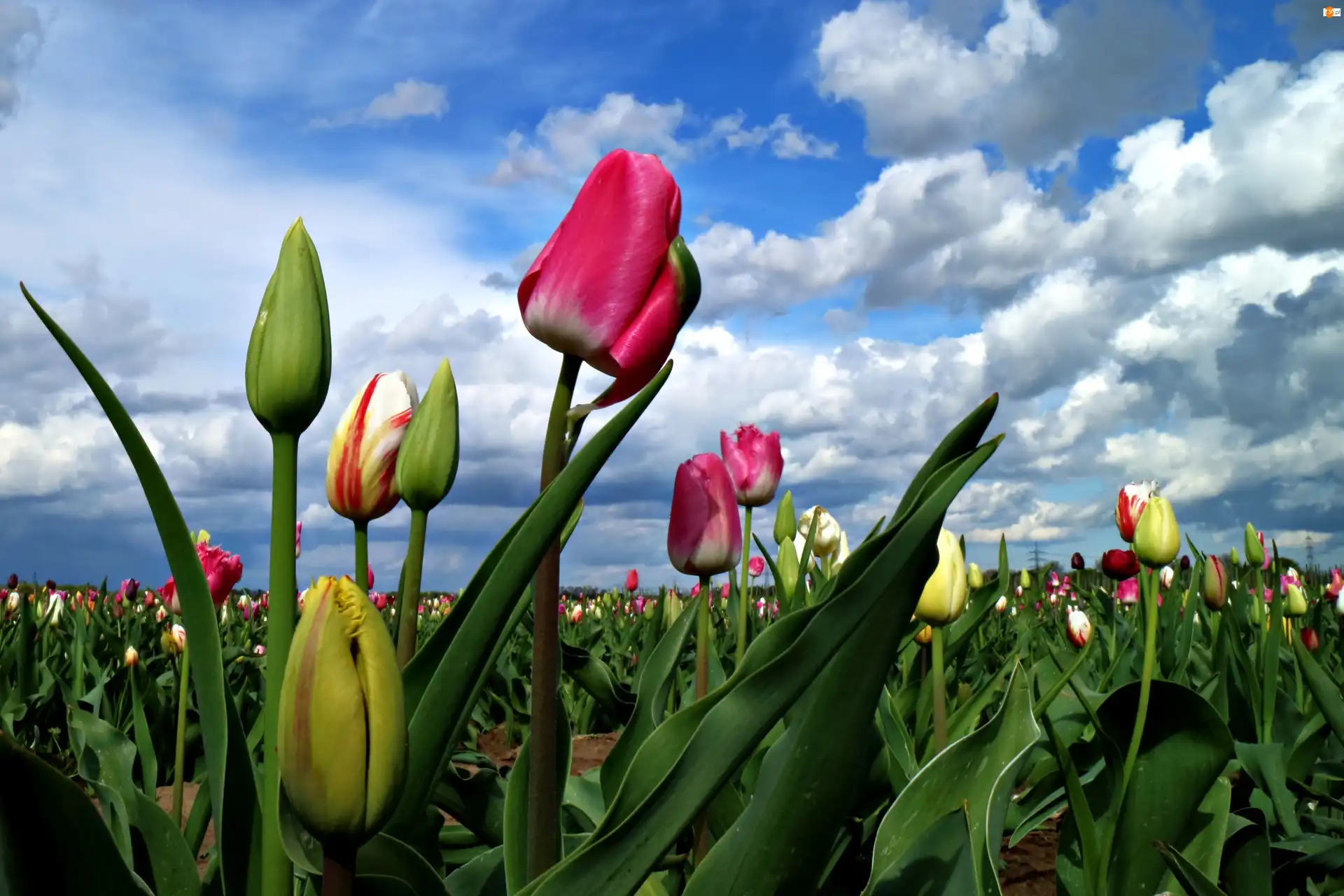 Ołoki, Pole, Tulipanów, Niebo