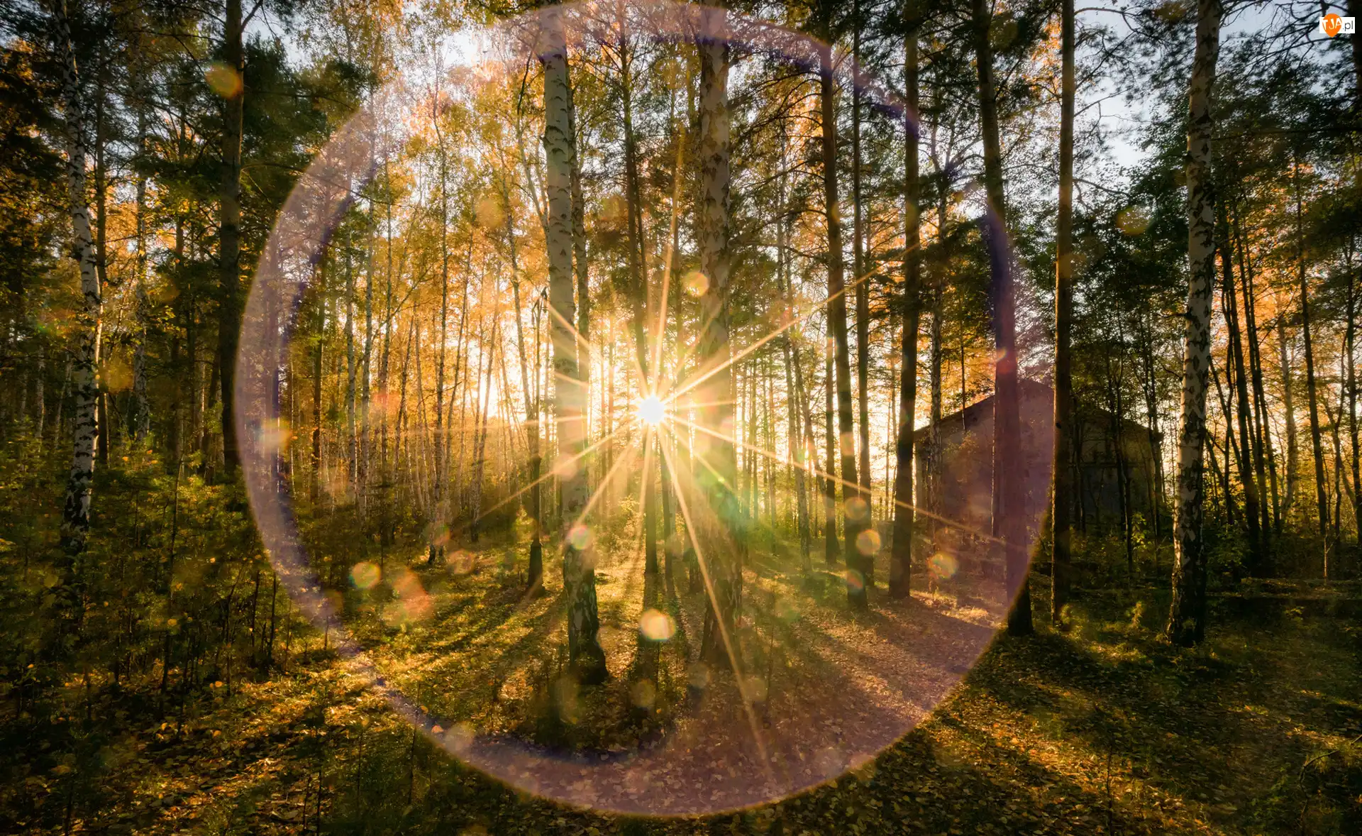 Promienie słońca, Las, Drzewa, Domek