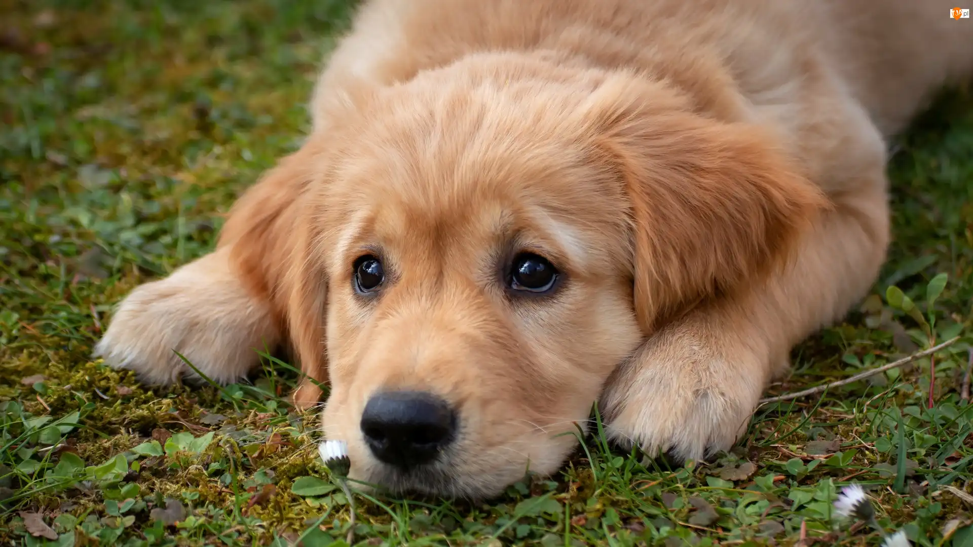Trawa, Pies, Golden retriever, Szczeniak