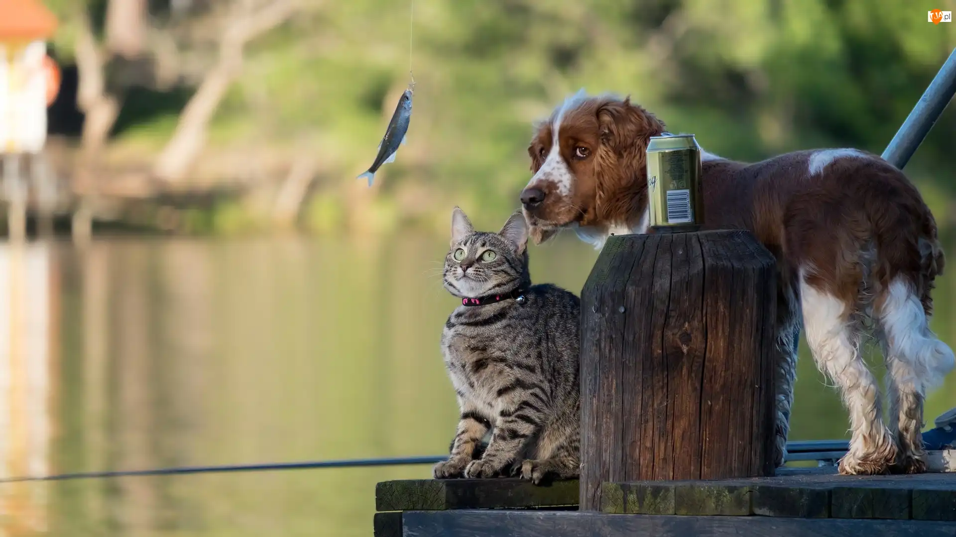 Wędka, Puszka Springer spaniel angielski, Kładka, Kot, Rybka