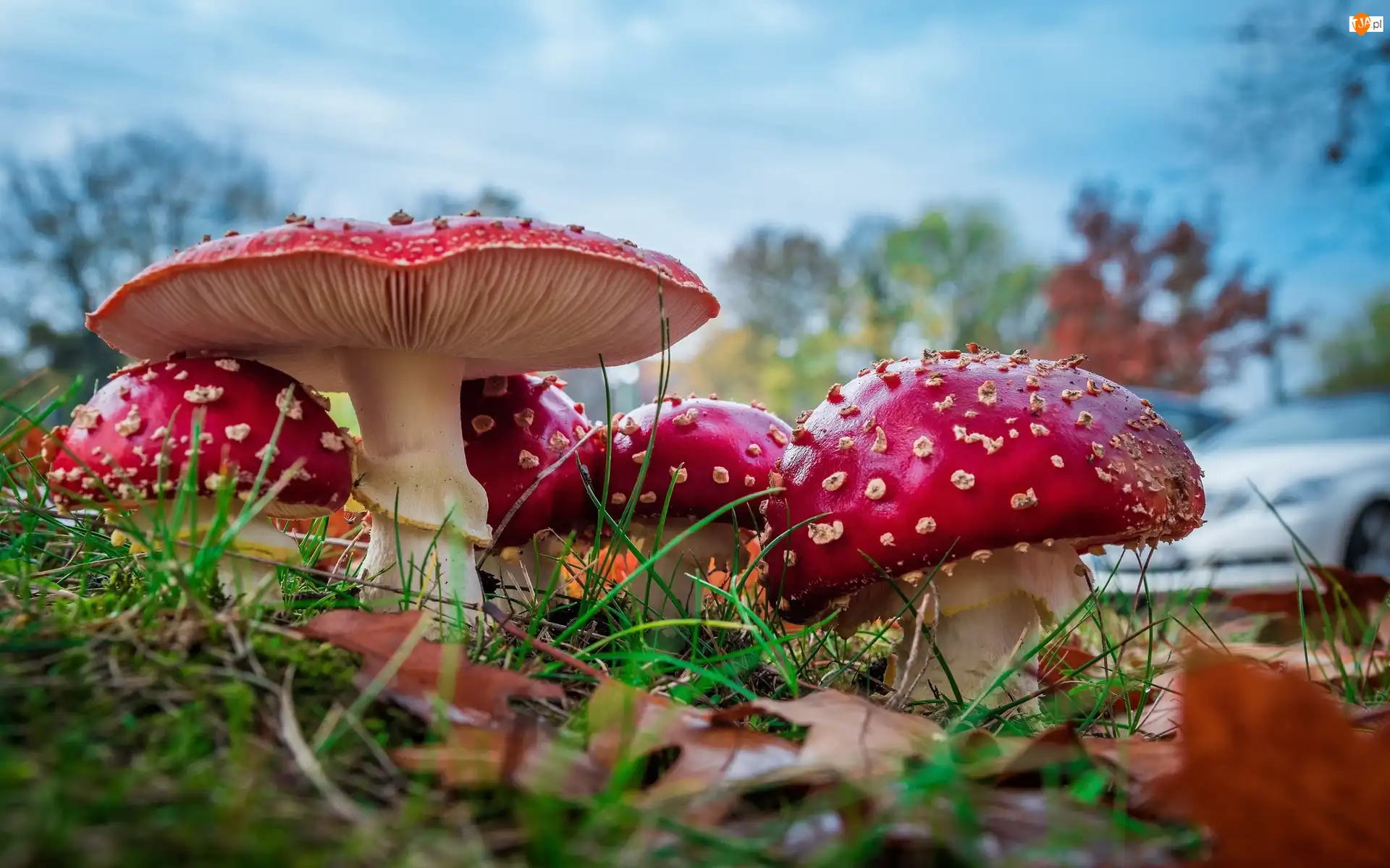 Igliwie, Grzyby, Muchomory, Liście