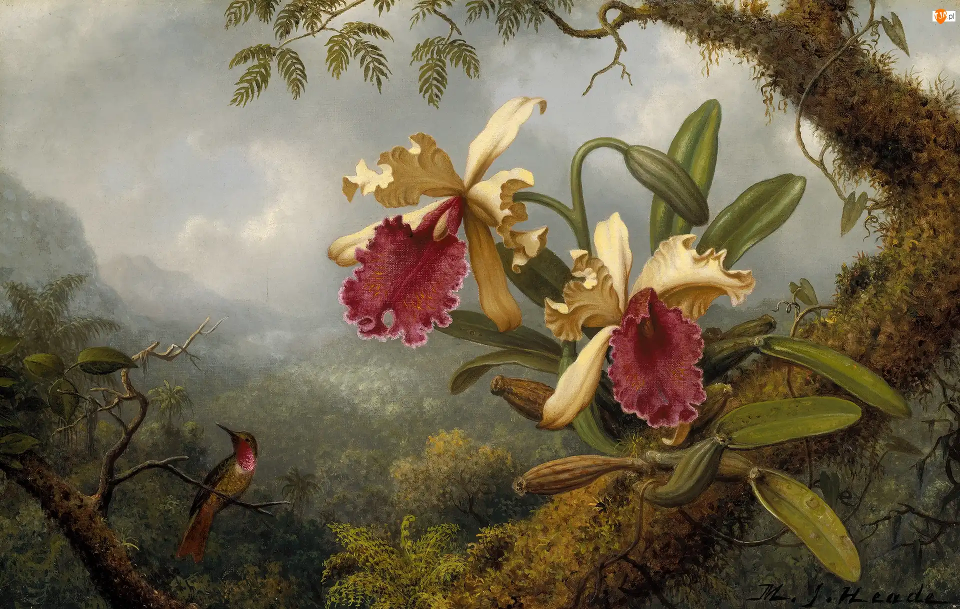 Martin Johnson Heade, Ptak, Obraz, Malarstwo, Storczyki