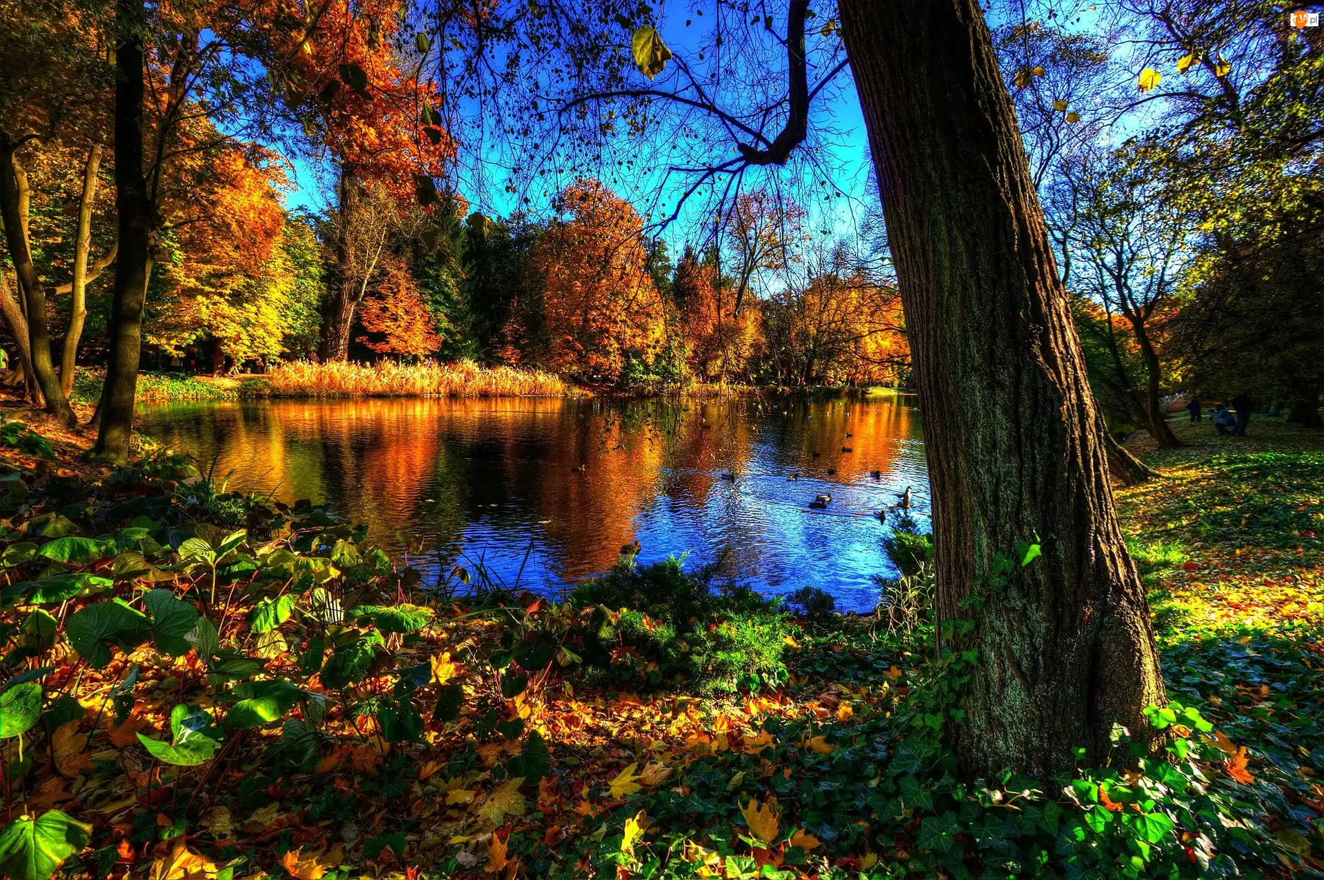 Kaczki, Park, Jezioro, Jesień