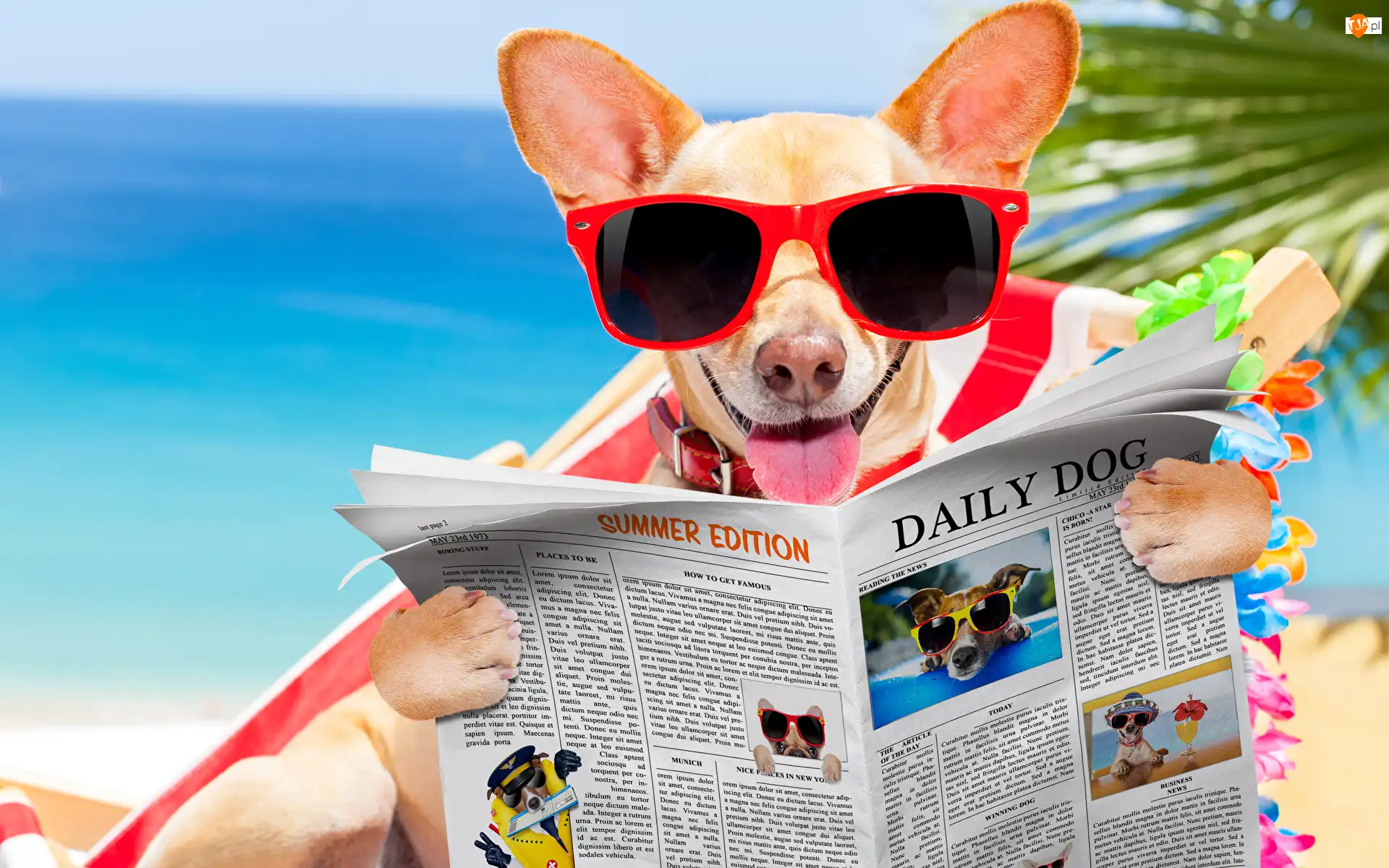 Gazeta, Śmieszne, Okulary, Pies, Język