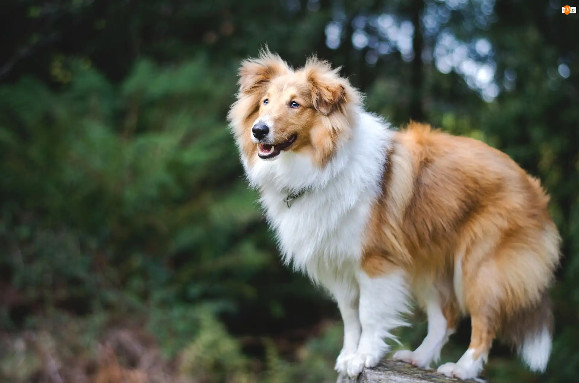 Collie, Owczarek, Szkocki, Długowłosy