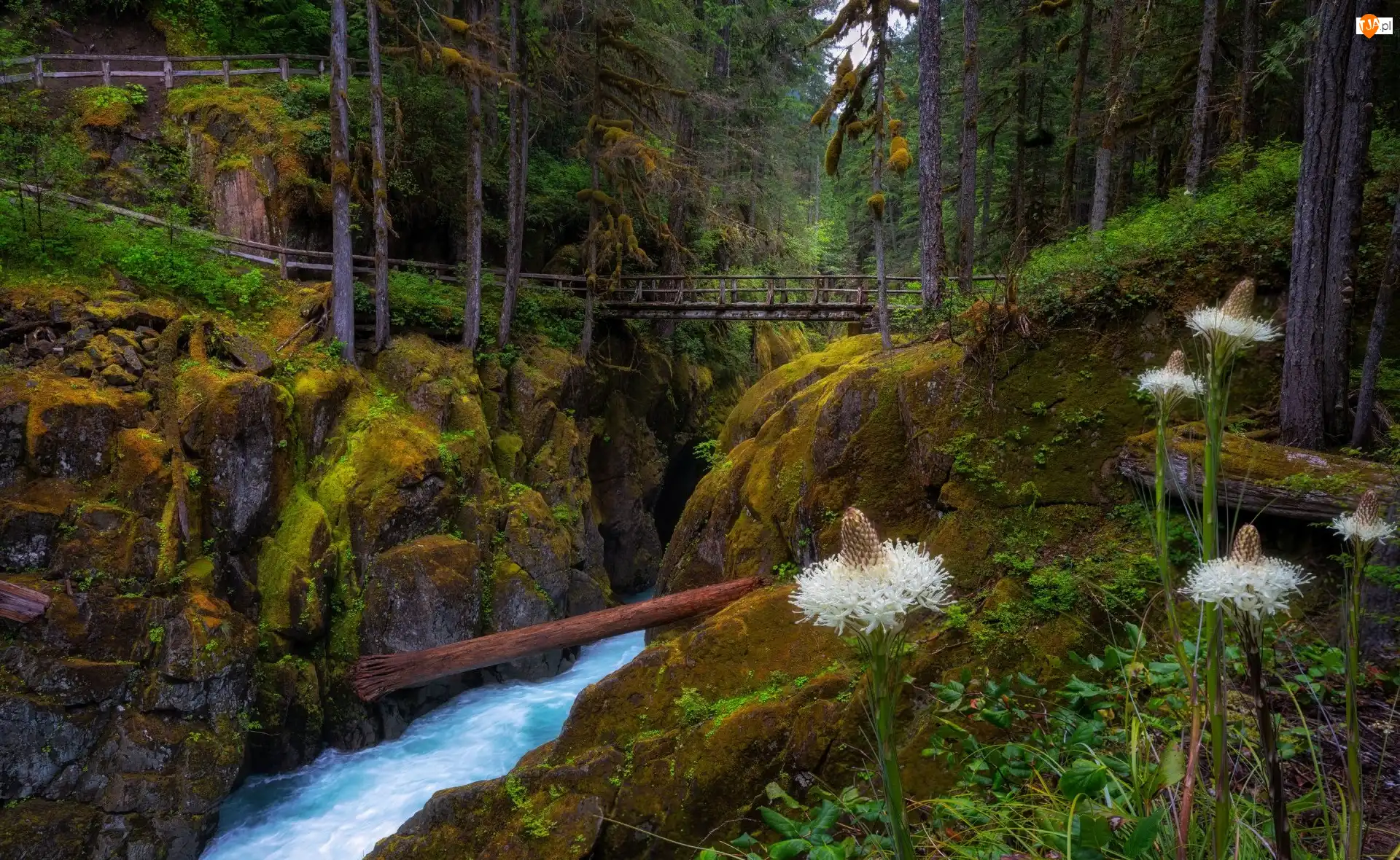 Stan Waszyngton, Park Narodowy Mount Rainier, Mostek, Stany Zjednoczone, Skały, Rzeka, Las