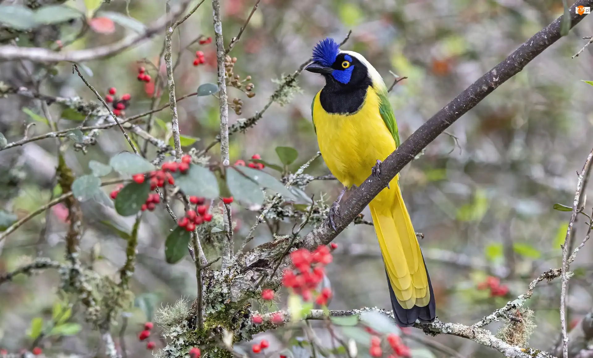 Inca Jay, Modrowronka zielona, Gałęzie, Owoce, Ptak, Czerwone