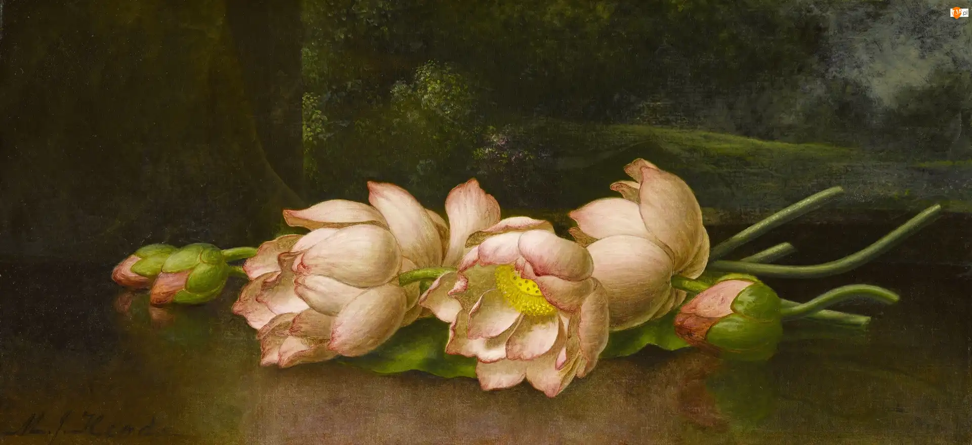Martin Johnson Heade, Lotosy, Obraz, Malarstwo, Kwiaty