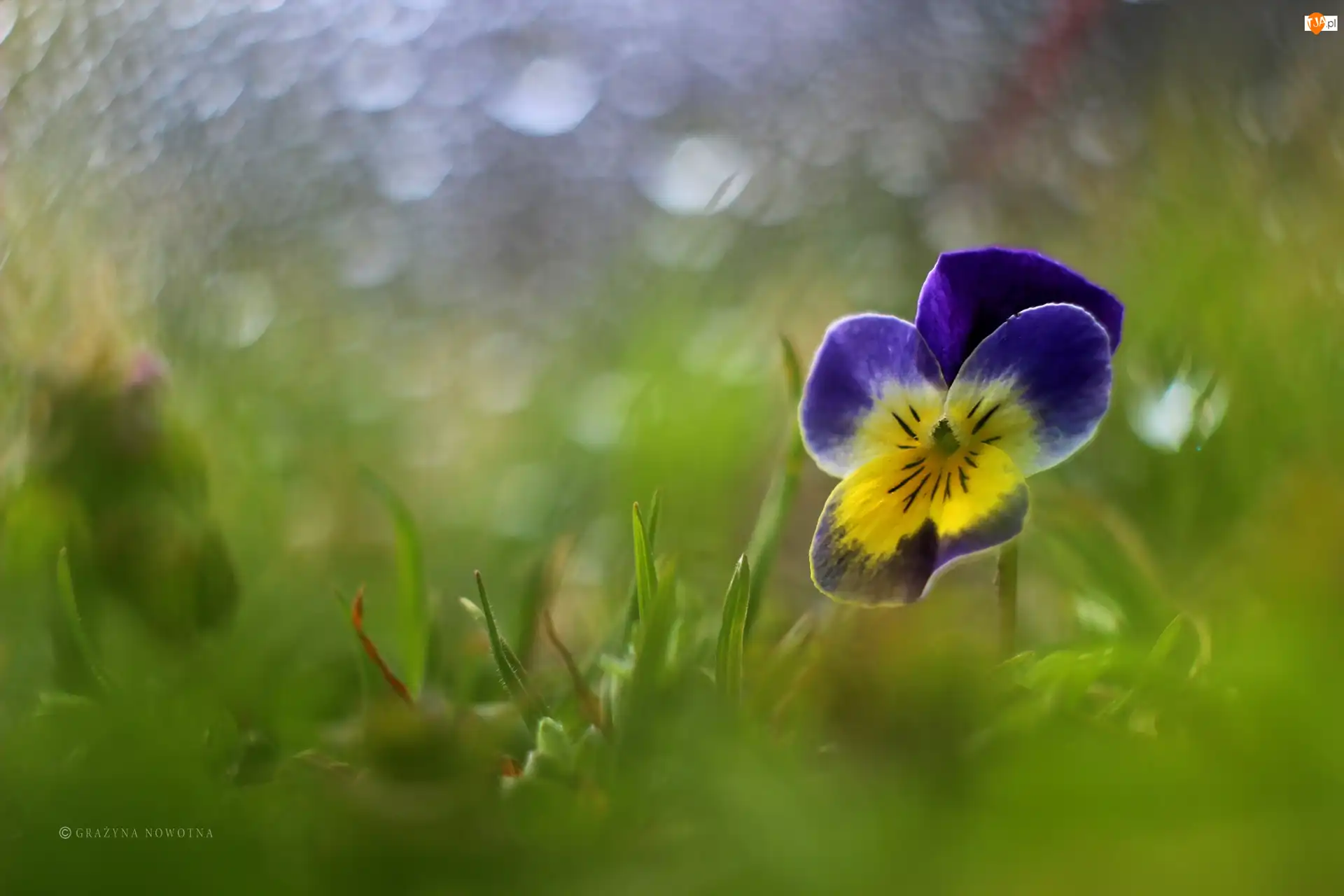 Bokeh, Bratek, Kwiat